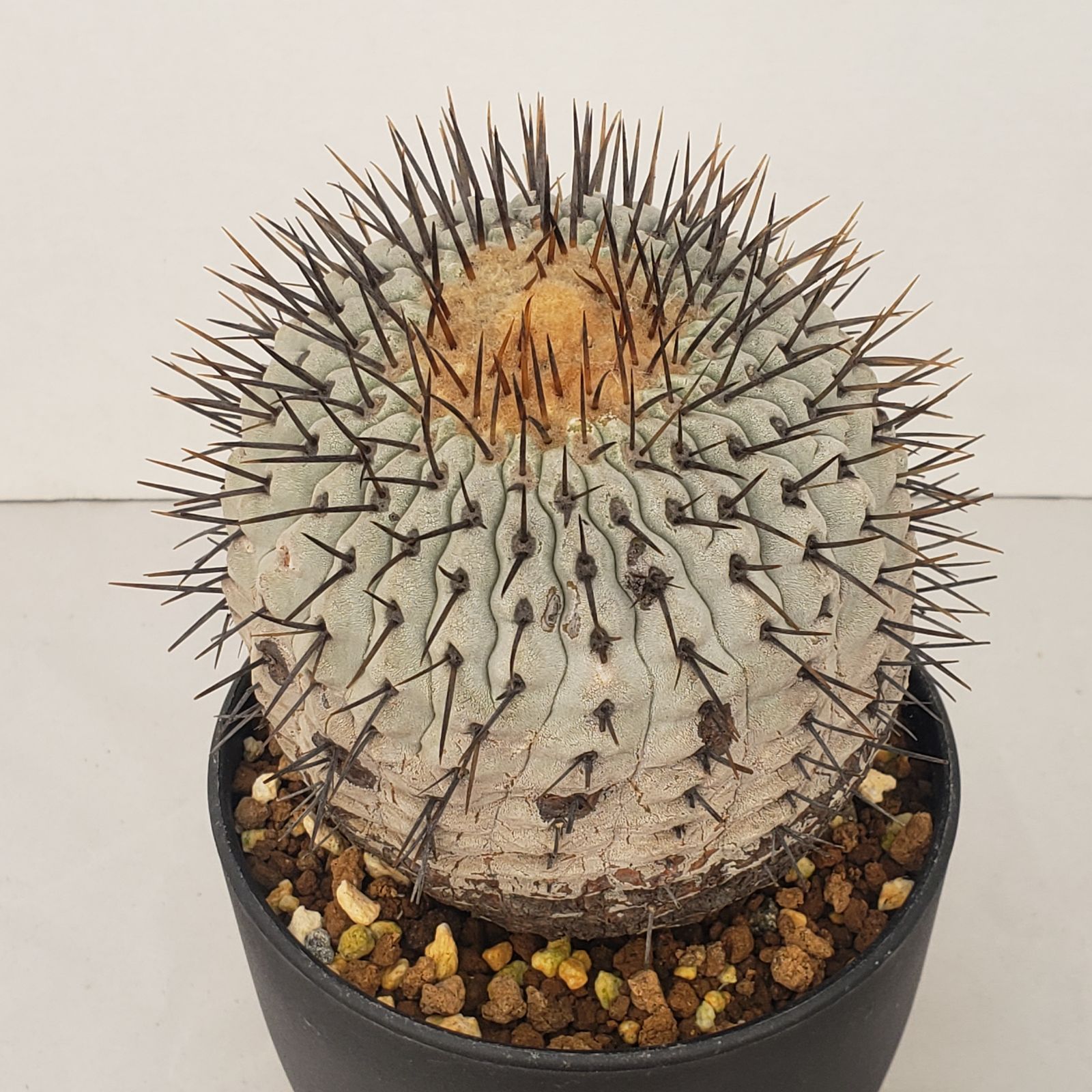 コピアポア カルデラナ 実生 大株 鉢植えメルカリ便発送( •ω- )☆ M528【自社養生株】コピアポア コルムナアルバ（発根株・鉢植え