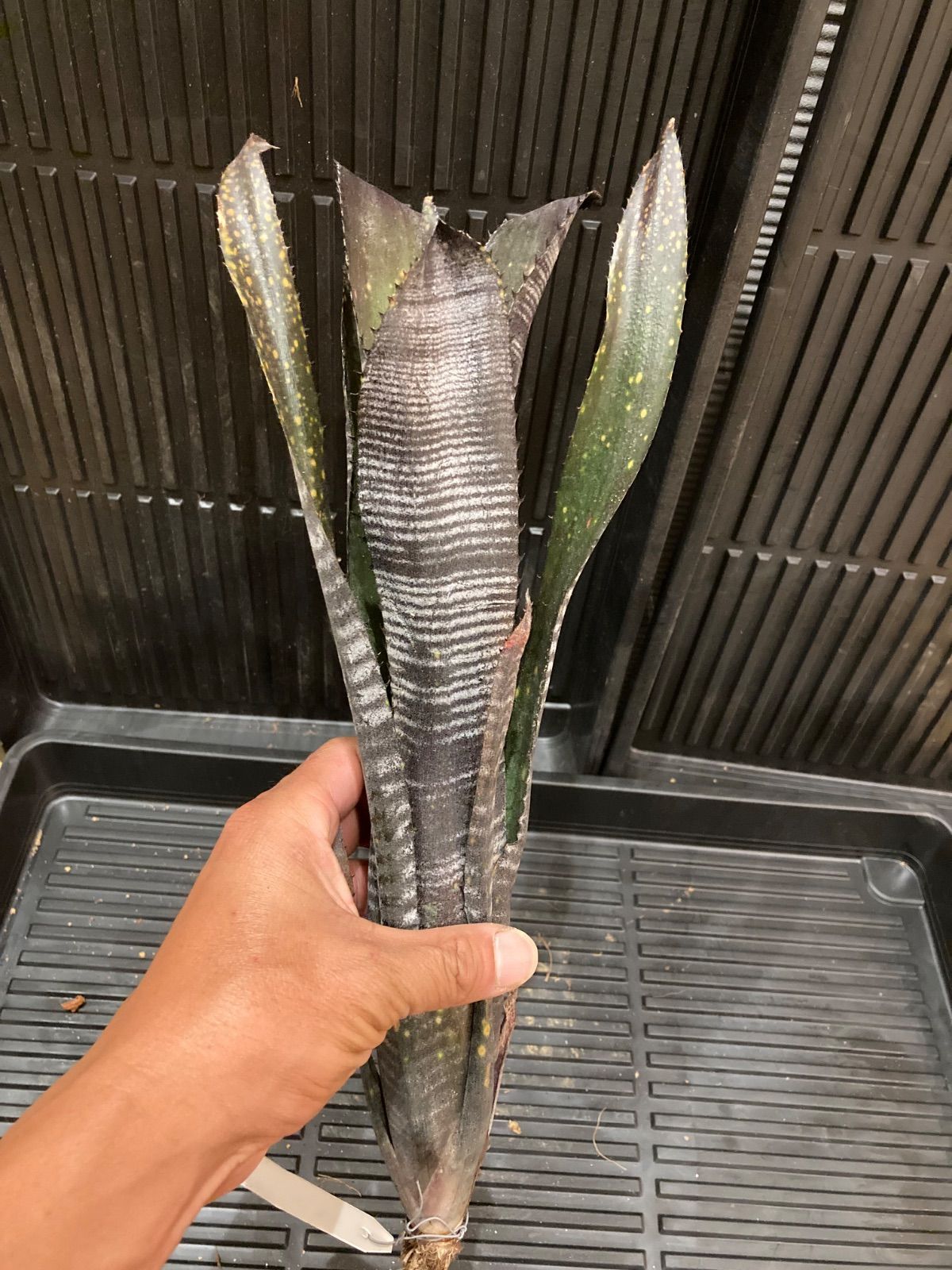 Billbergia