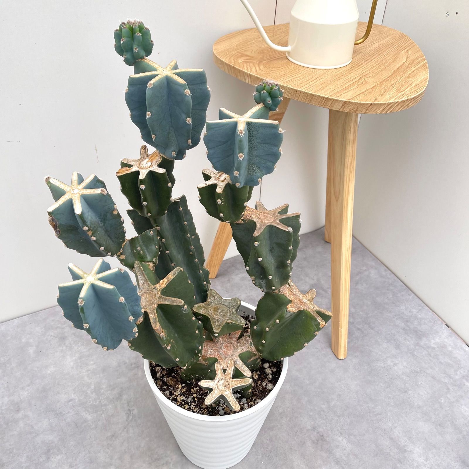 柱サボテン ブランチ 7 現品 観葉植物 室内 ドライガーデン 大型