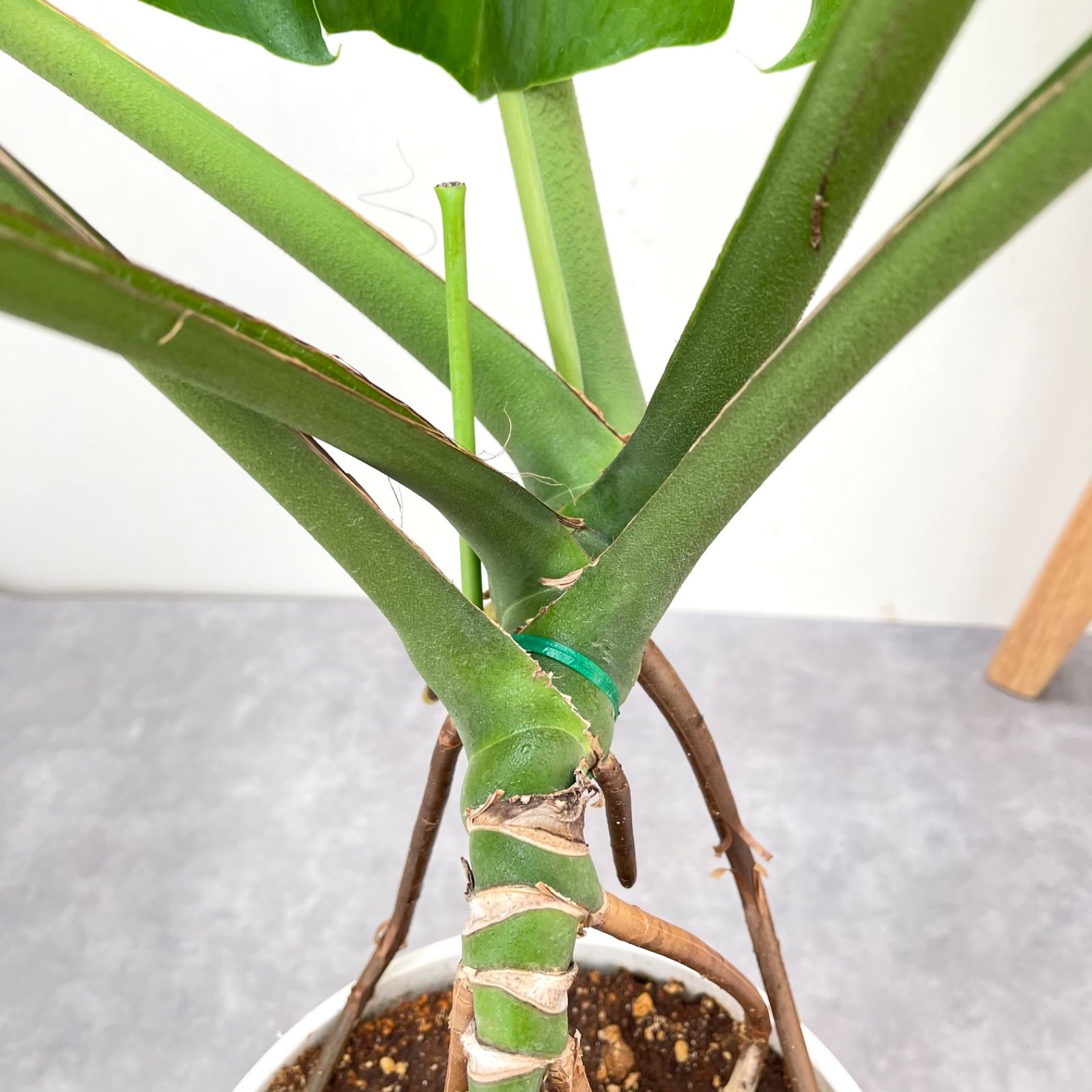 ［現品］【希少】63番　モンステラ　幹上がり　7号　観葉植物　室内　おすすめ 現品］【希少】63番 モンステラ 幹上がり 7号 観葉植物 室内