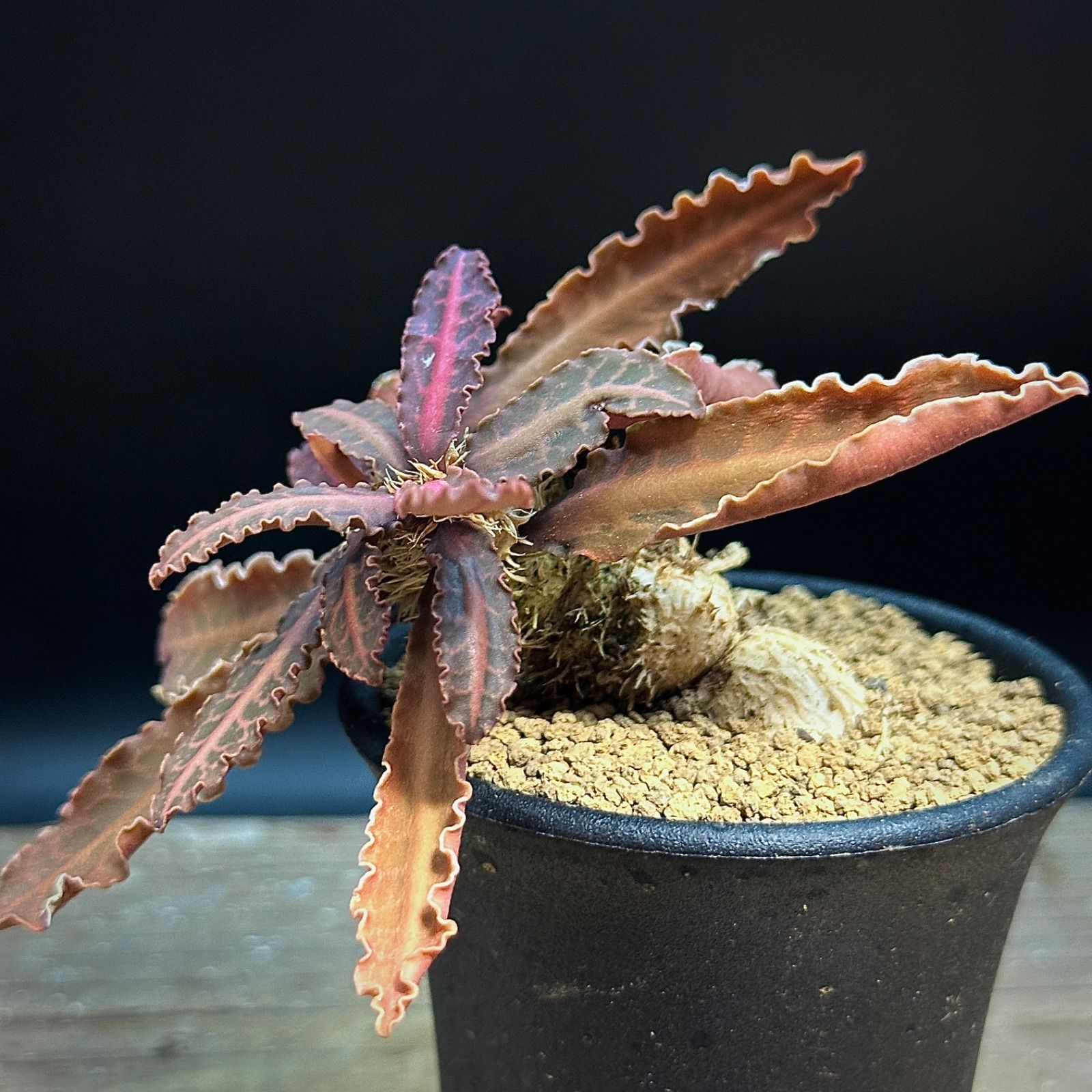 ユーフォルビア フランコイシー 実生株 赤葉 caudex コーデックス 塊根植物 ユーフォルビア・フランコイシーの実生、成長記録（2020年8月〜） \u2013 ゆるぷ