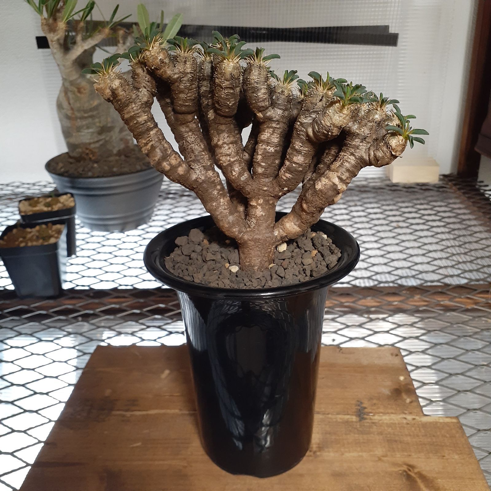 ユーフォルビア ギラウミニアナ 発根済 植物/観葉植物 インテリア小物