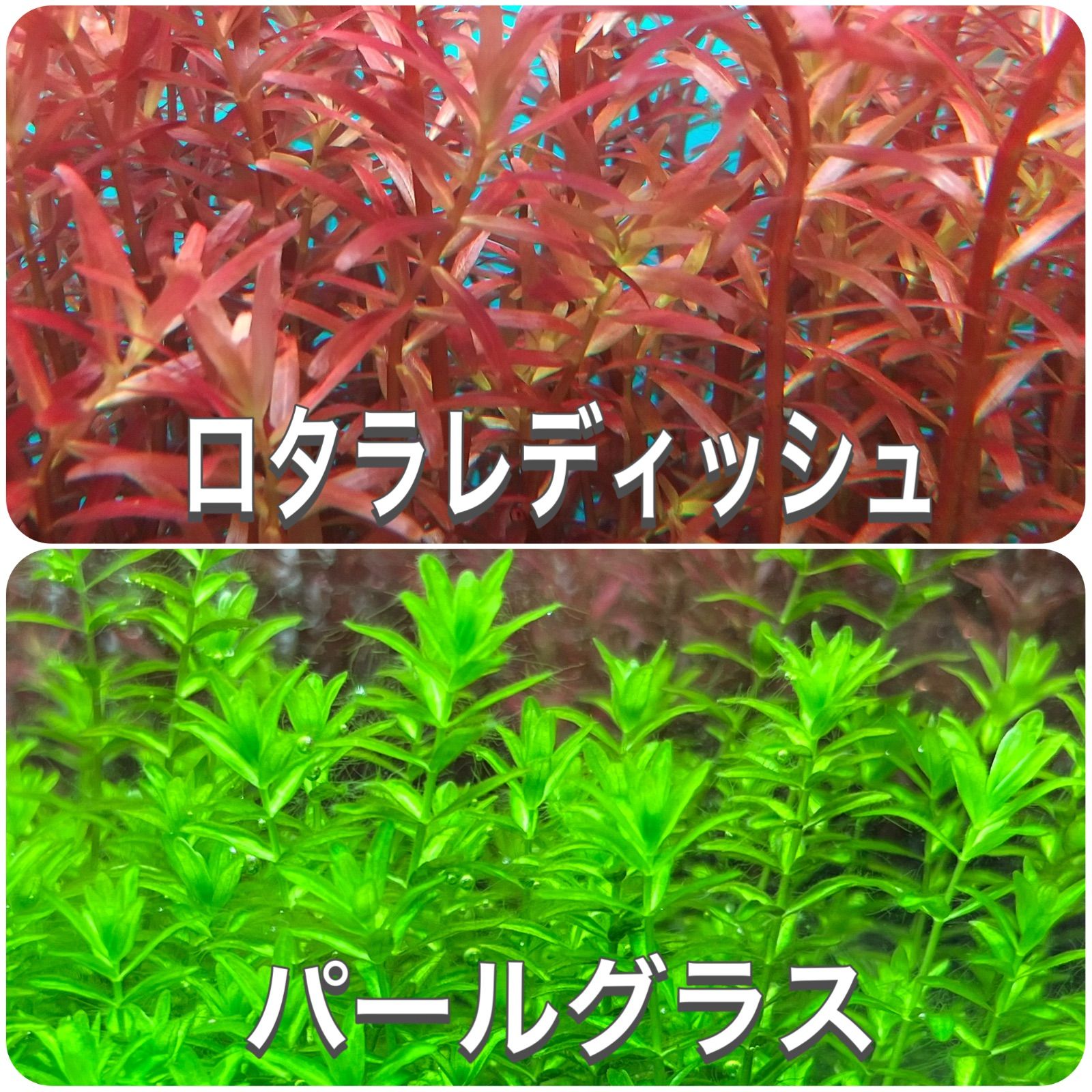 ロタラレデッシュ10本 - 水草