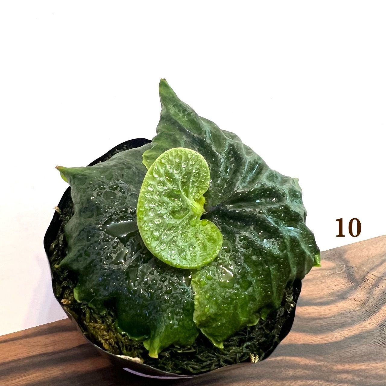 Madagascariense 胞子培養 ビカクシダ （ビカクシダ】胞子培養