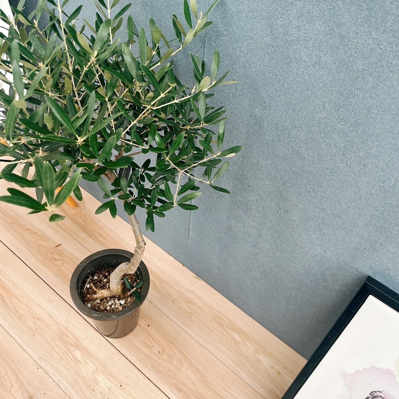 現品］15番 創樹 オリーブ ネバディロブランコ 6号 観葉植物 屋外