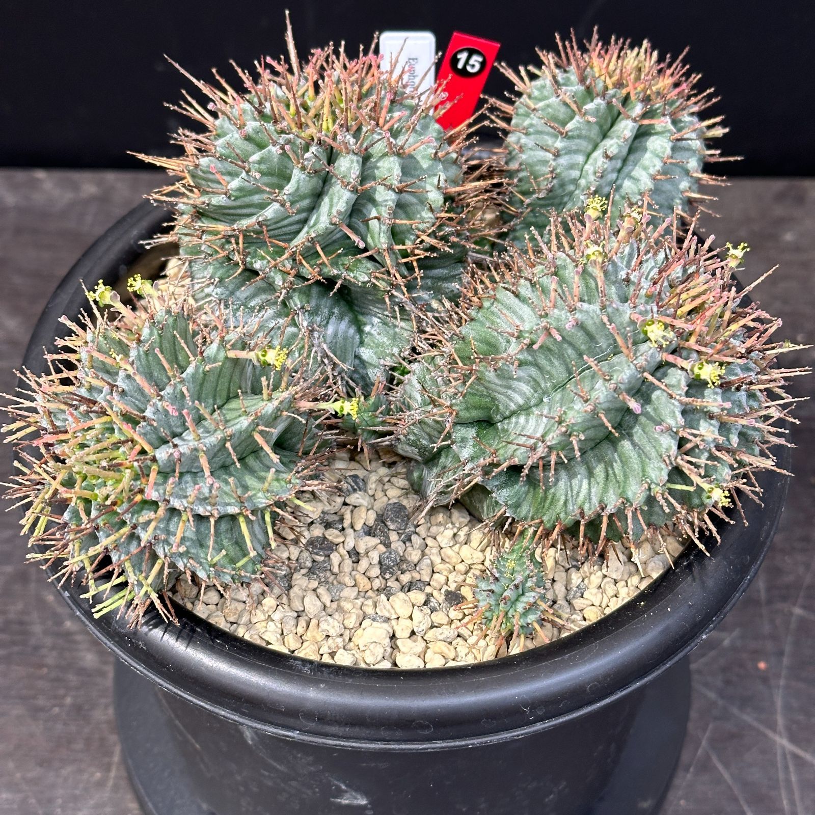 #15 Euphorbia horrida ユーフォルビア ホリダ 多頭 多肉植物