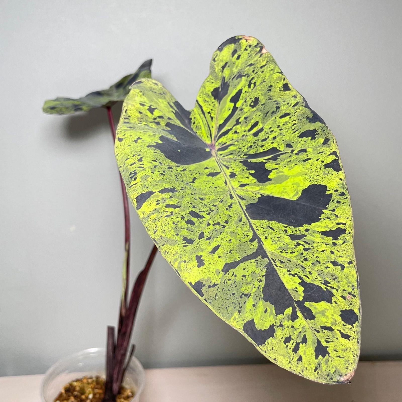 希少】コロカシア モヒート 美株 colocasia mojito - メルカリ
