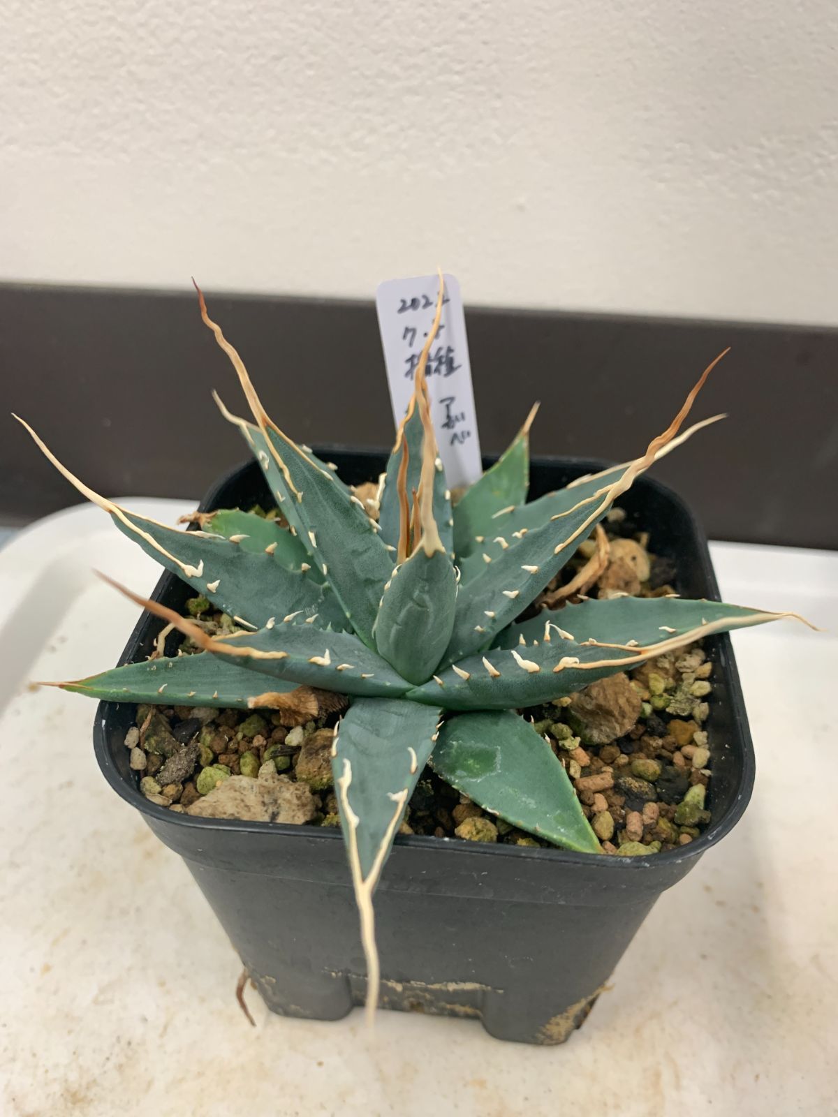 Agave utahensis evorispina 実生 2タイプセット販売 至難