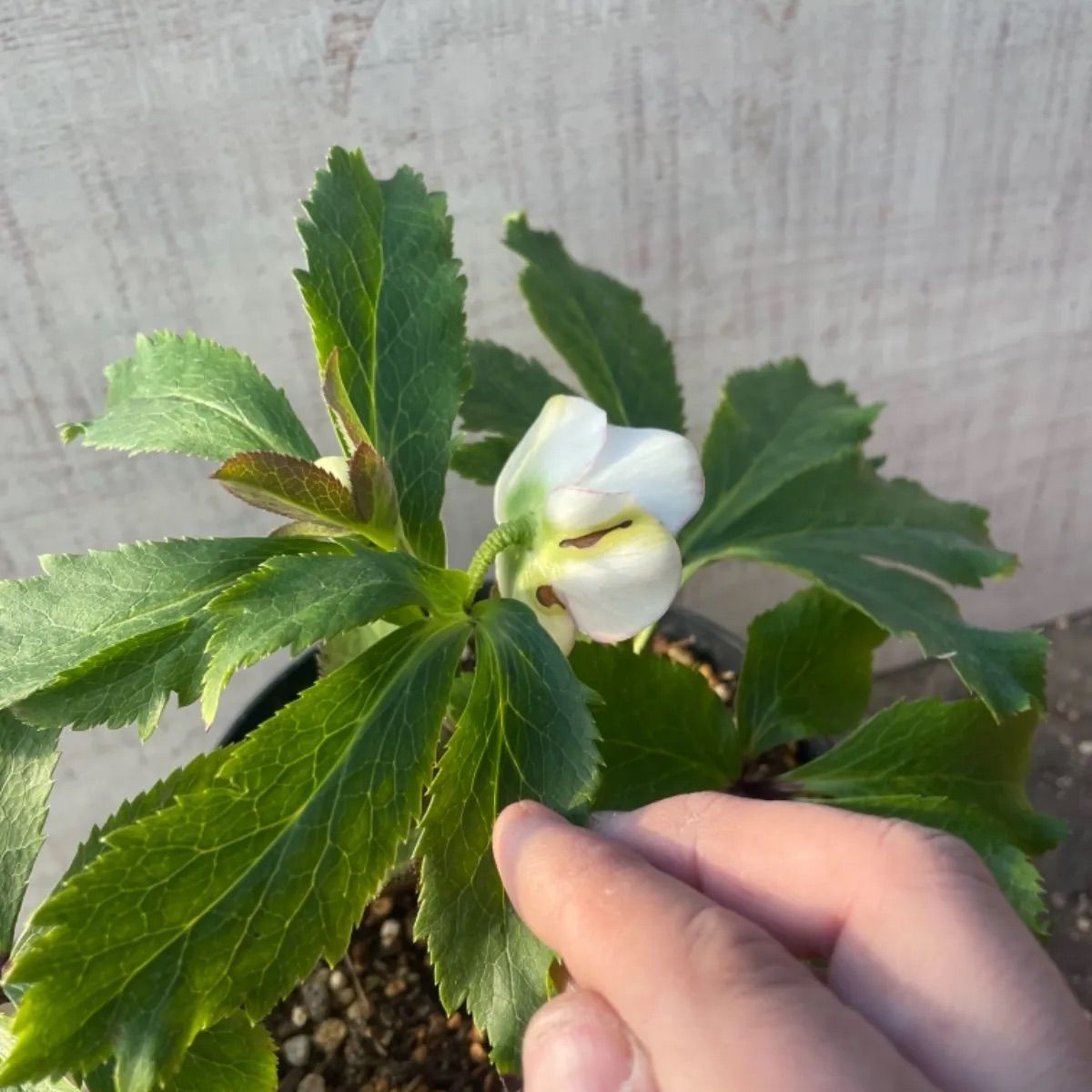 開花株☆クリスマスローズsdセミダブルピンクW15