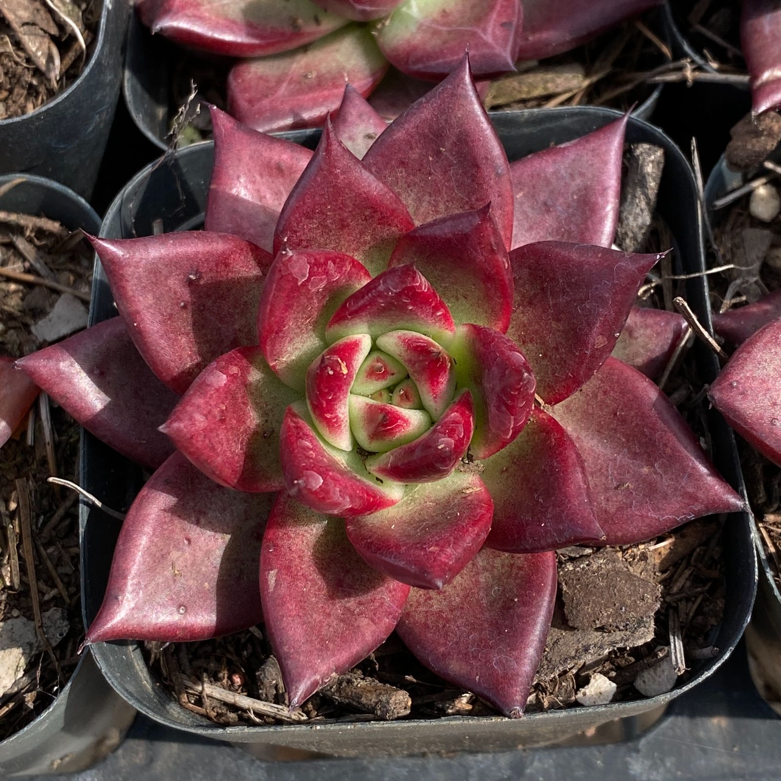 70株の抜き苗セット べにひめ 多肉植物 佐川急便発送 エケベリア 韓国苗 ZM1632