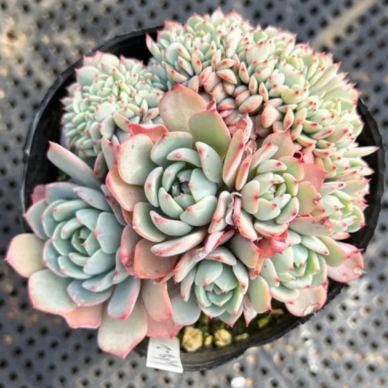 多肉植物 韓国苗 メメ様 多肉植物 韓国苗 TM 10苗セット 大きめ苗 - メルカリ