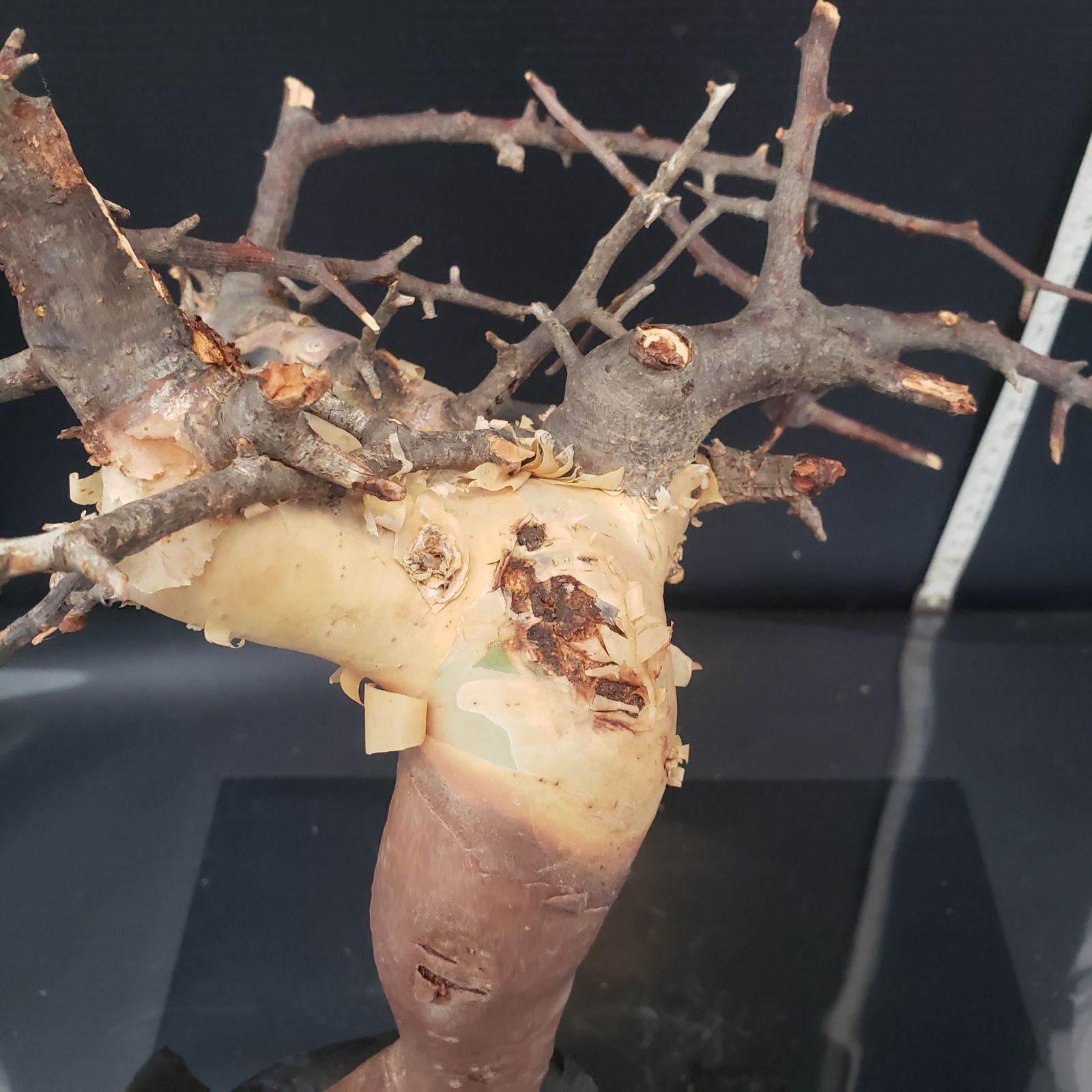 Commiphora カタフピュア