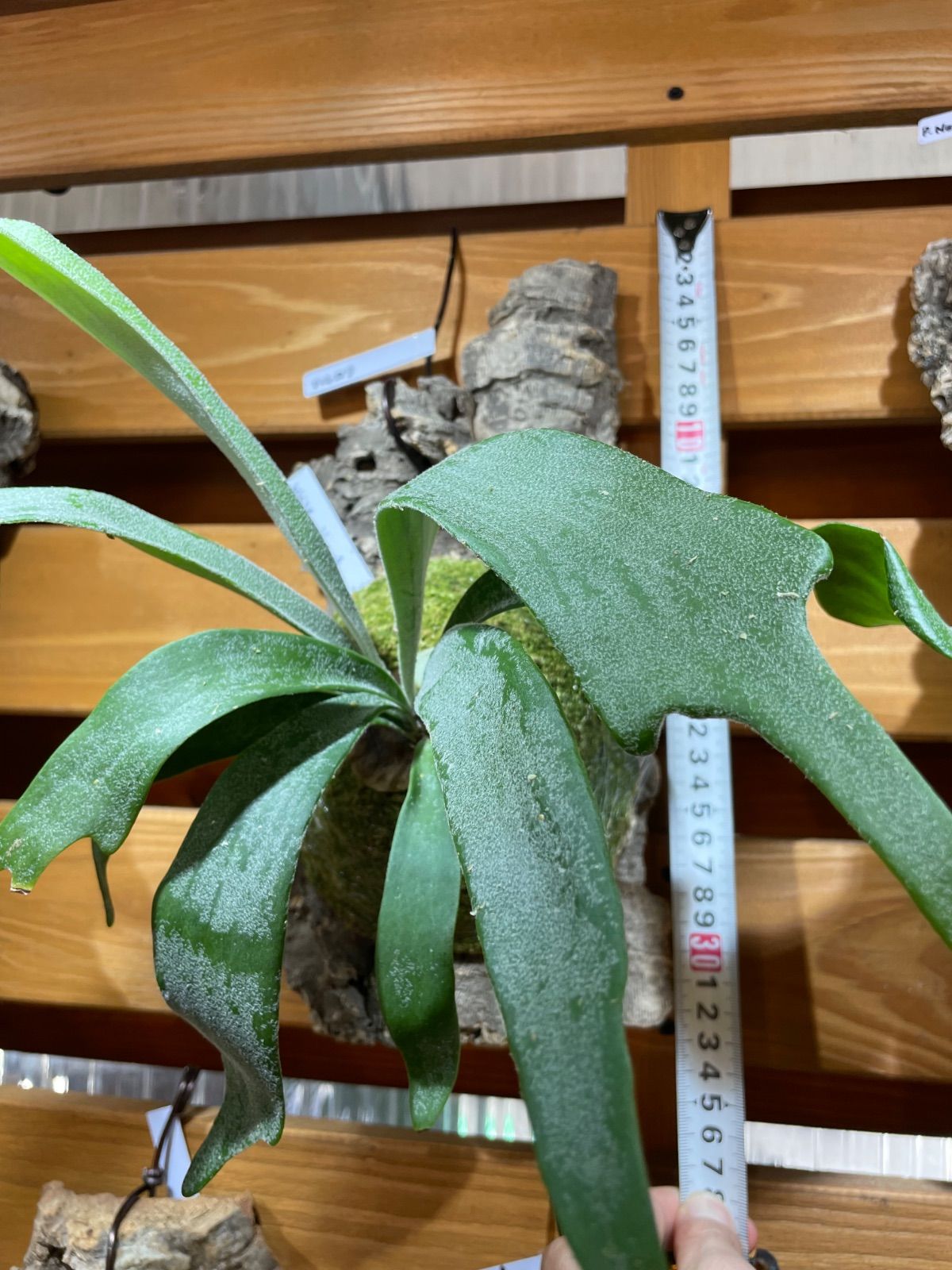 ビカクシダ 4株 バンナ ホワイトホーク ウィリンキーAプラス コウモリラン ビカクシダ 4株 バンナ ホワイトホーク ウィリンキーAプラス