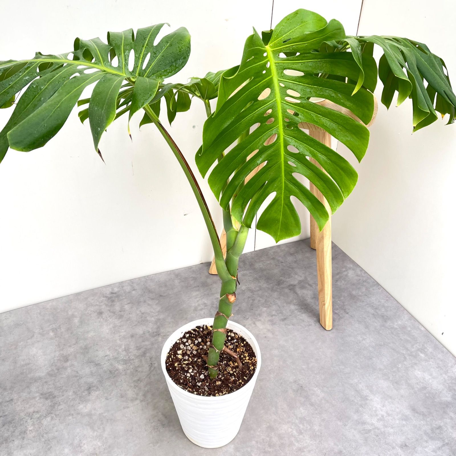 モンステラ デリシオーサ 根上がり 幹上がり モンステラ.デリシオーサ