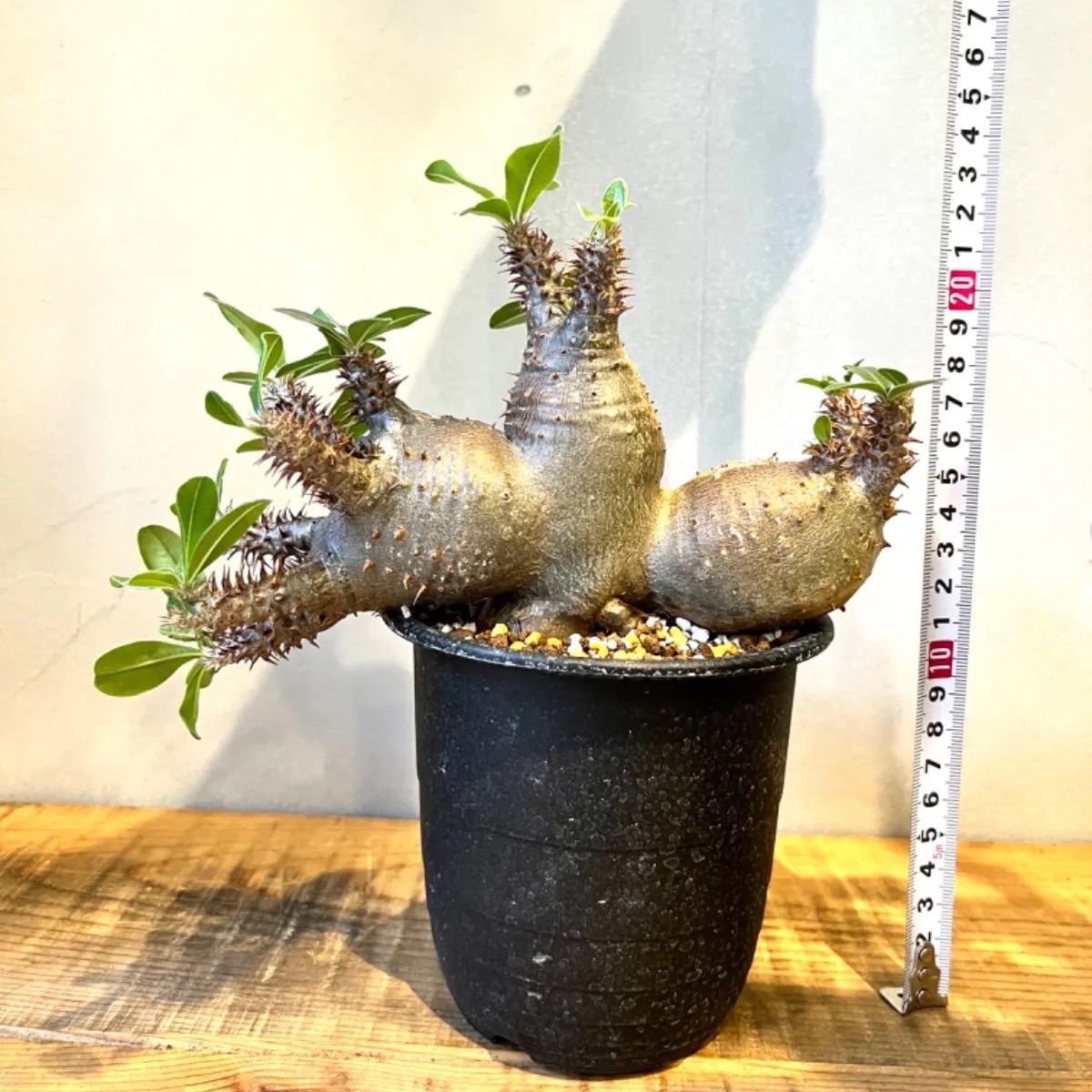 き52【美品】唐木 黒丹 透かし彫 花台 花瓶台 飾り台 盆栽台 【公式通販】