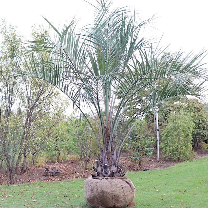 ココスヤシ2本•植え付け費用•高速代金込】【極太幹】ココスヤシ - メルカリ