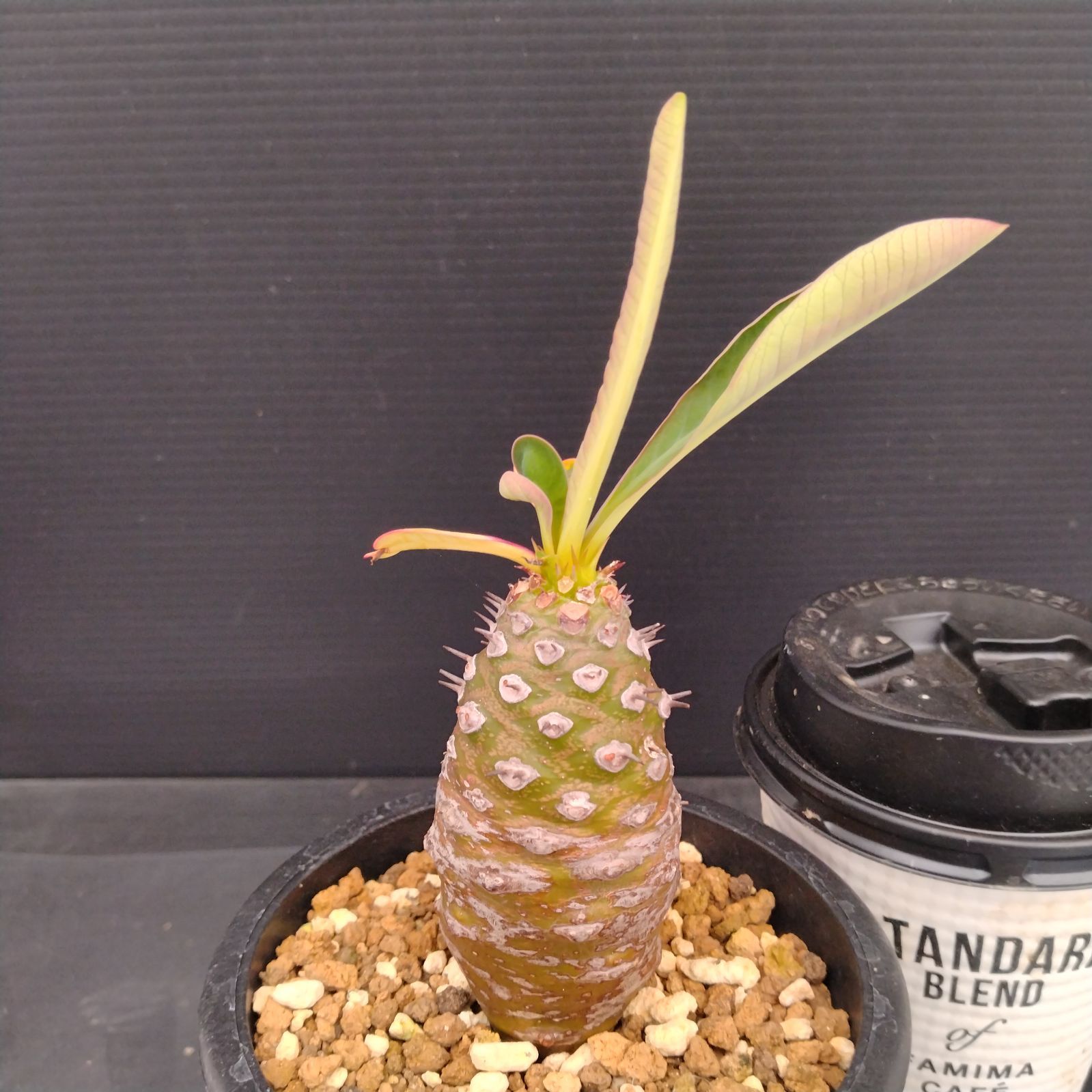 A192 塊根植物 ユーフォルビア パキポディオイデス 現地株 極上2株 ユーフォルビア パキポディオイデス/盆栽、多肉植物、塊根植物