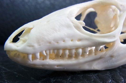 高品質！ ゴールドテグー 頭骨 高品質！ゴールドテグー 頭骨 - メルカリ