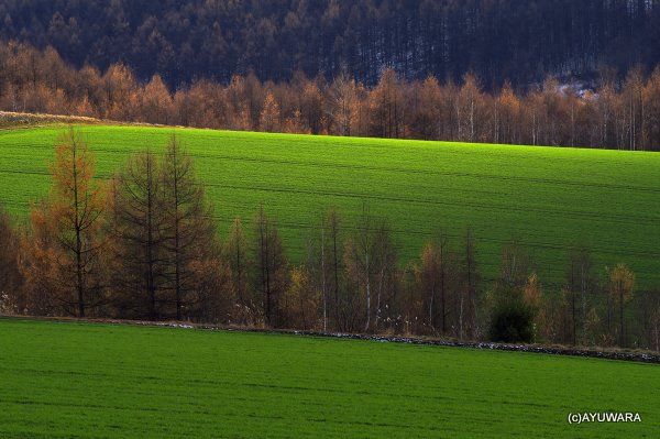 モダン アートフレーム