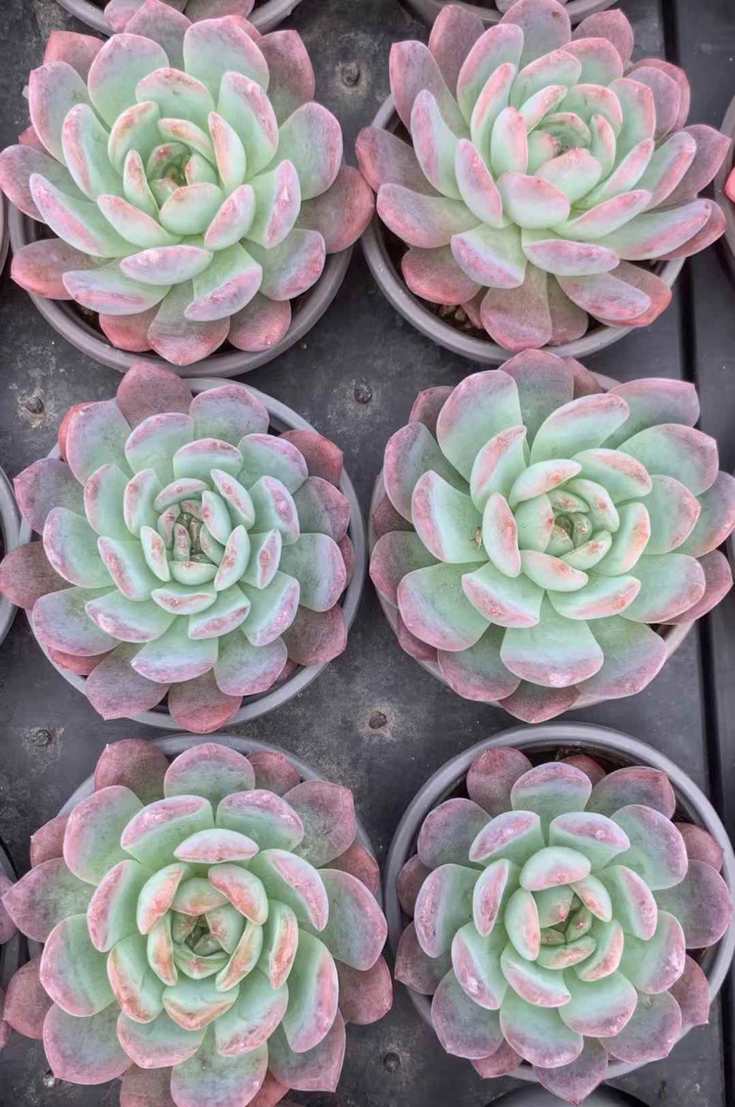 期間限定で送料無料。 35株の抜き苗セット オールスター 多肉植物 佐川急便発送 エケベリア 韓国苗 LX42 【14年秋冬セール】