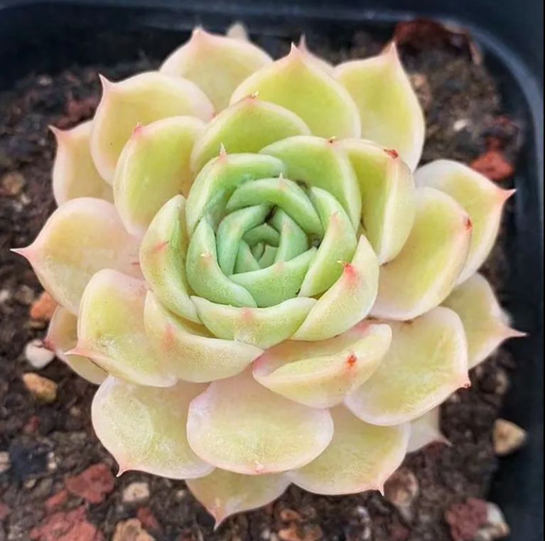 カ*す様 K1182　プロリフィカ　70株　多肉植物 抜き苗 エケベリア 韓国苗 エケベリア属＊プロリフィカ＊多肉植物＊カット苗 多肉植物 ＊N