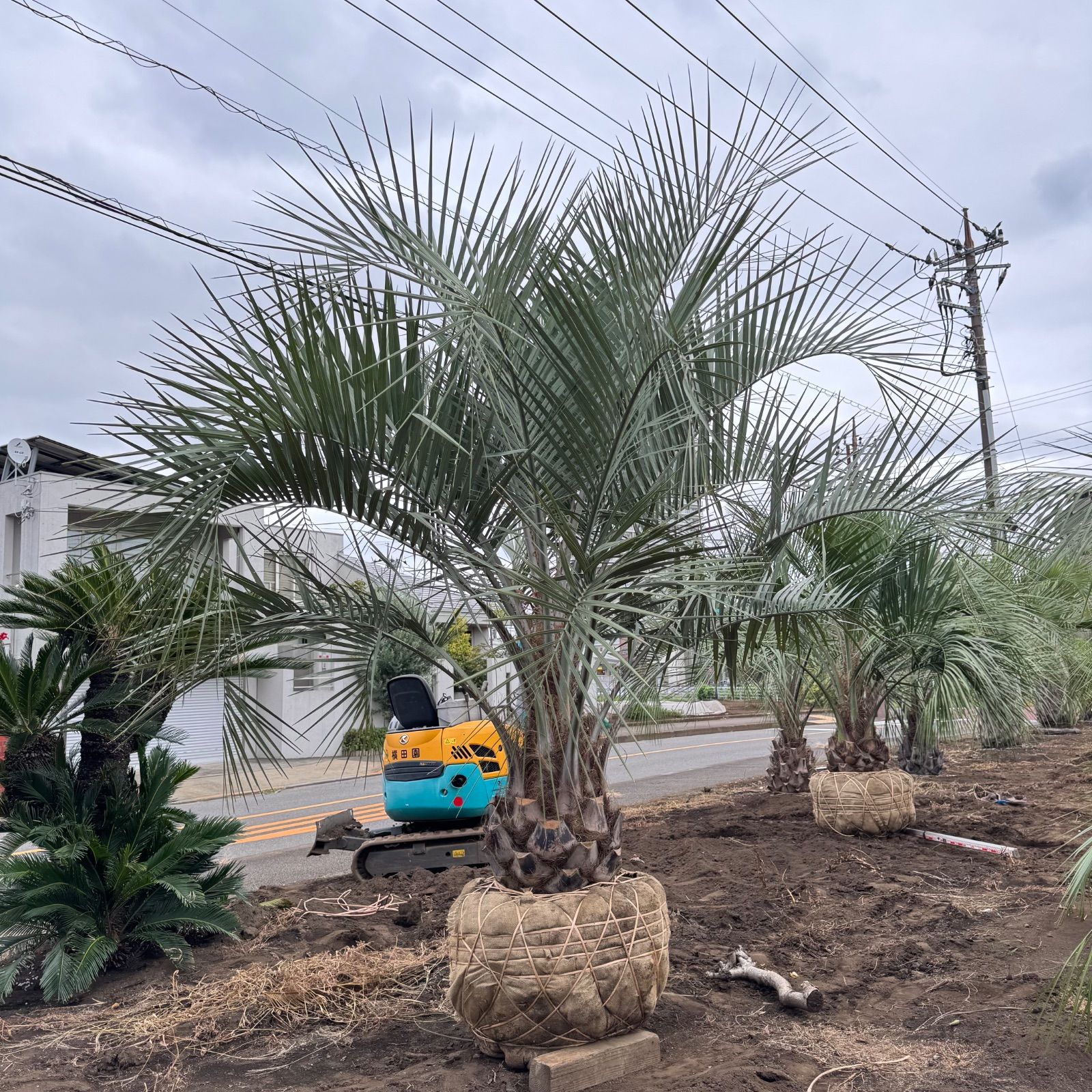 ssfw　ココスヤシ　150cm 極太幹】3m ココスヤシ - メルカリ