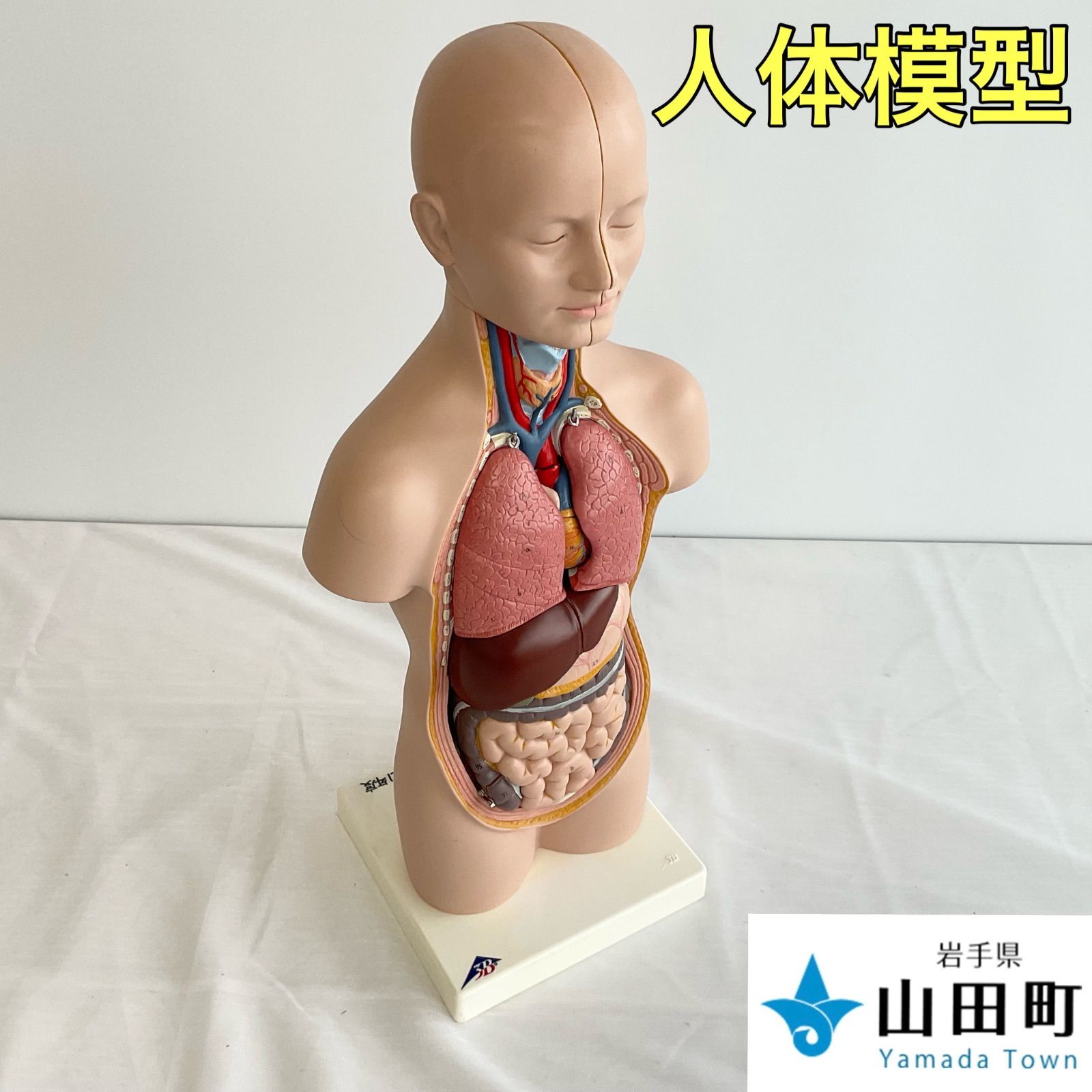 人体模型 人体解剖模型（トルソー型） 3Bサイエンティフィック 【公式
