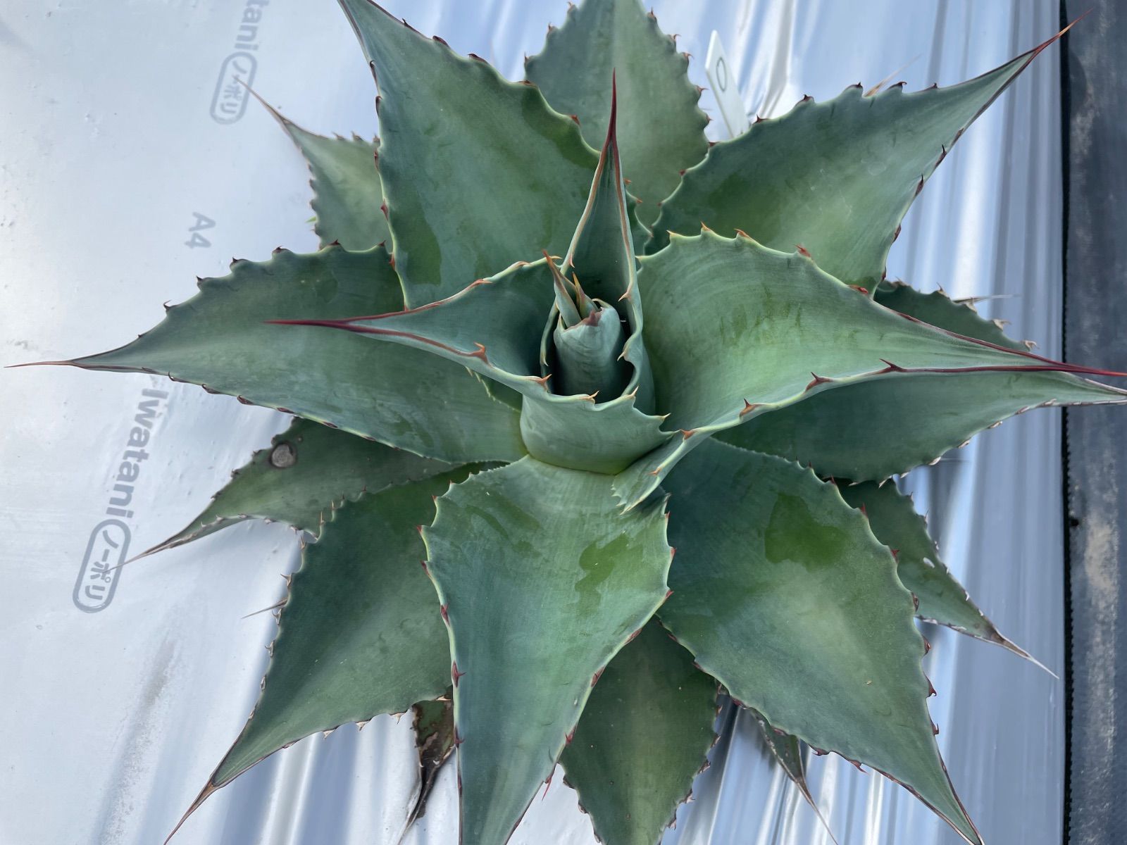 アガベ　オバティフォリア　オルカ　発根済　a4 アガベ オバティフォリア オルカ 発根済 a4 アガベ オバティフォリア