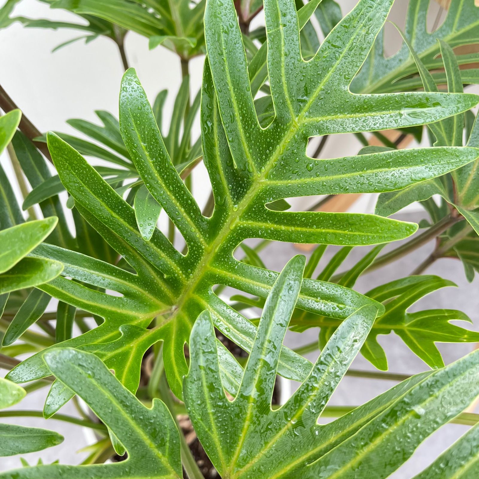 観葉植物 大型