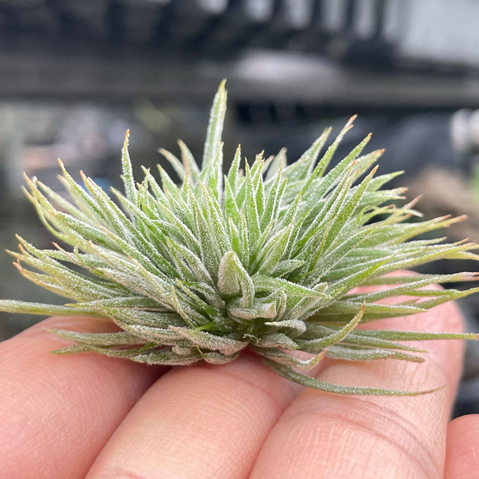 チランジア イオナンタ モンストローズ Tillandsia ionantha Monstrose