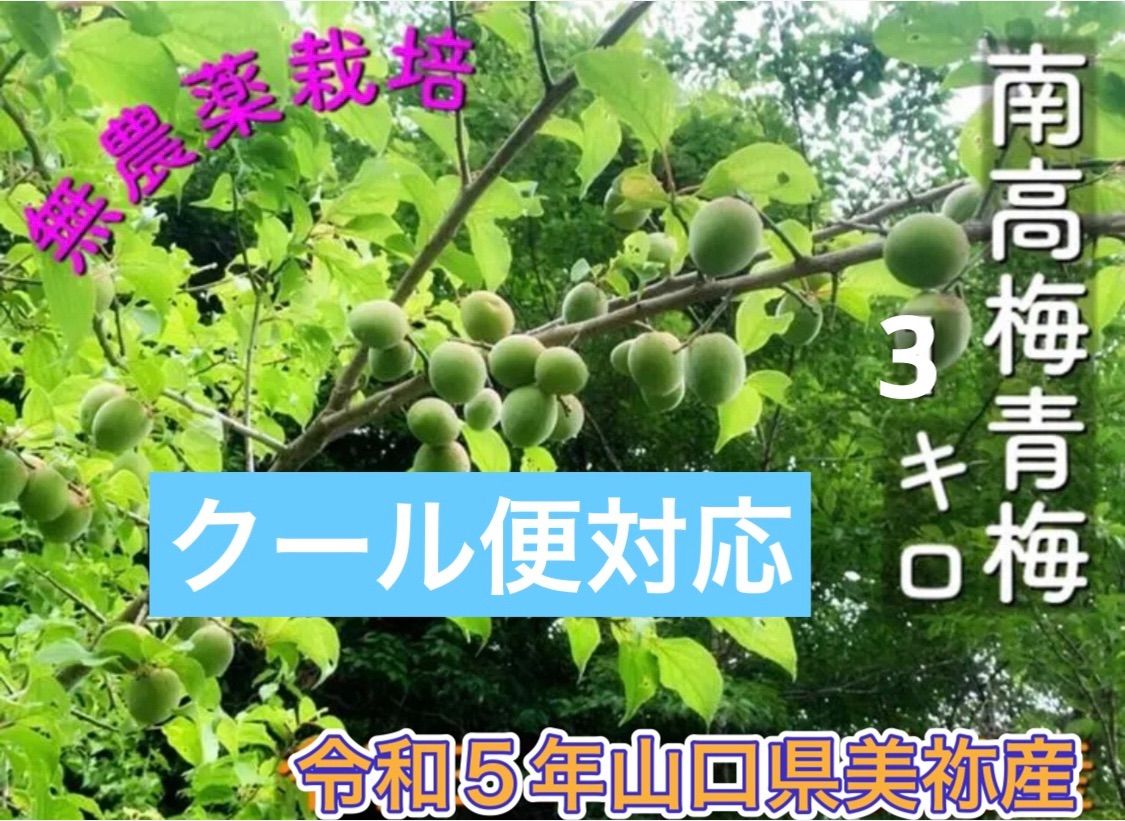 自然栽培米 山口県美祢産ミルキークイーン 5キロ精米 里山直送 - 米