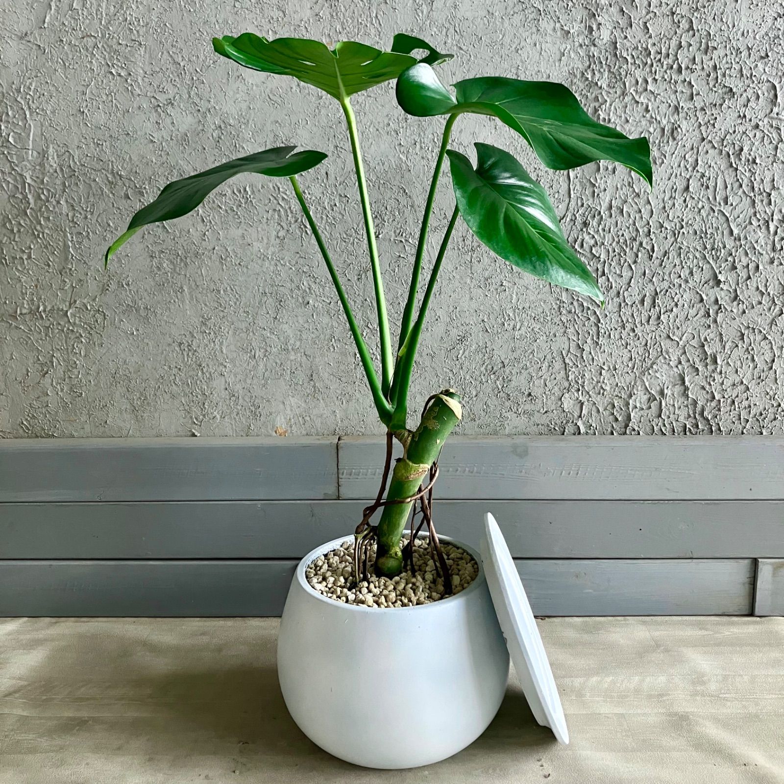 大型 美形 根上がり モンステラ デリシオーサ テラコッタ鉢植え 受け皿