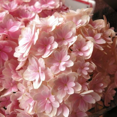 母の日 プレゼント