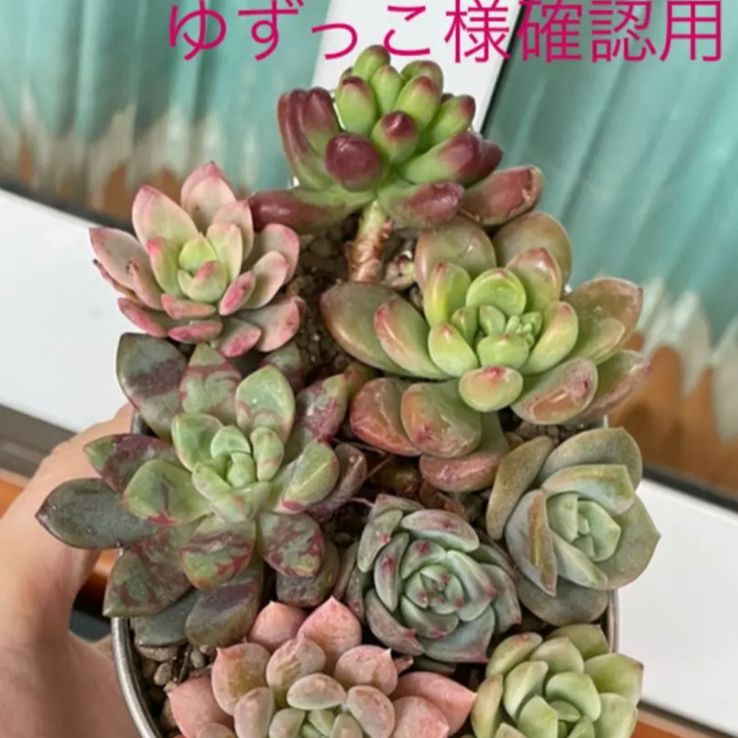 さん専用 - 植物