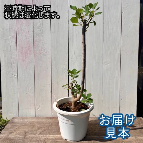 モクモク不思議な煙の木