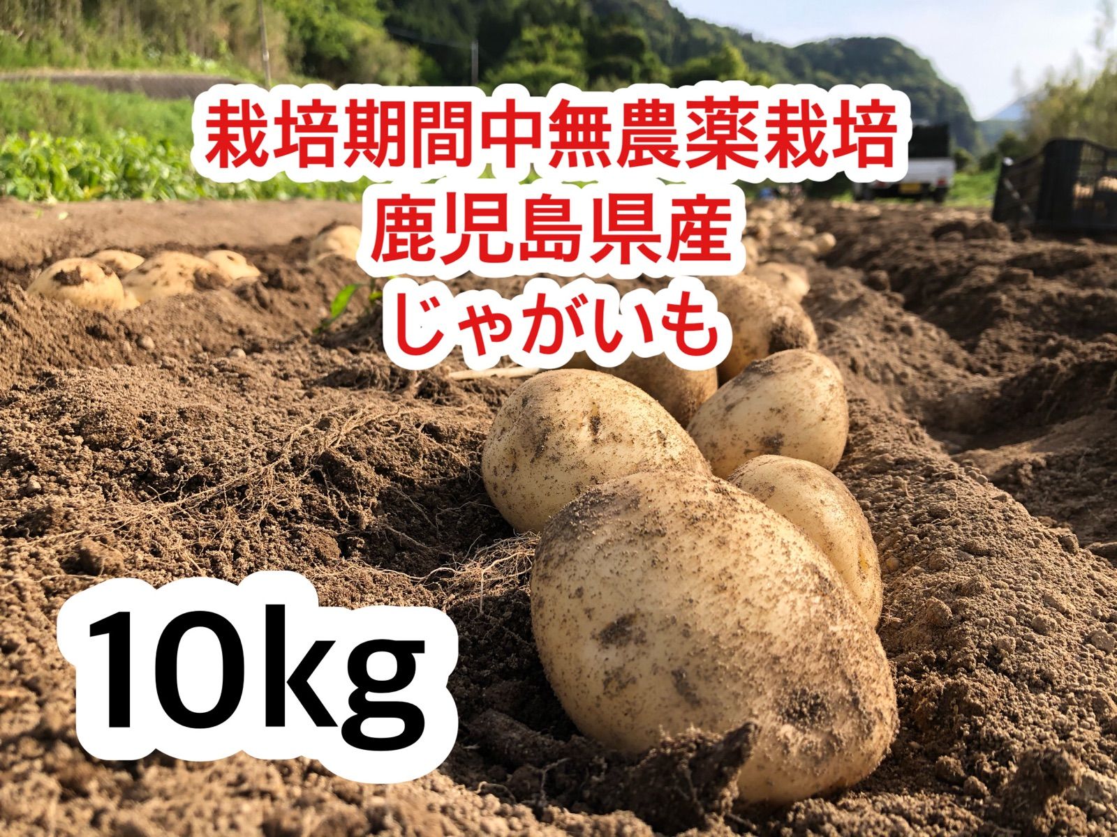 馬鈴薯 さやあかね 食用 種芋 特別価格 - 野菜