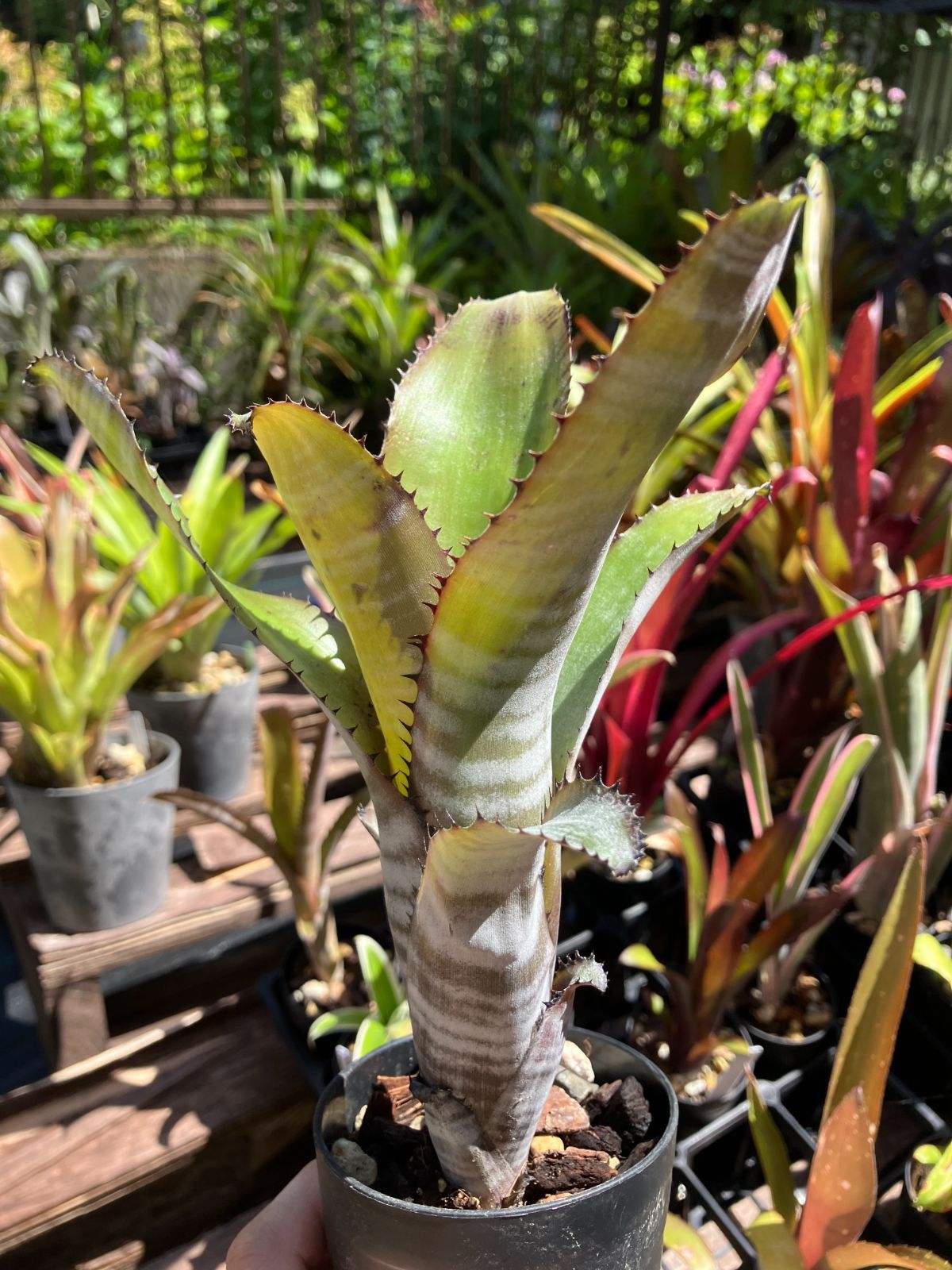 ビルベルギア ゲルダ Billbergia 'Gerda'（horrida v. tigrina×amoena