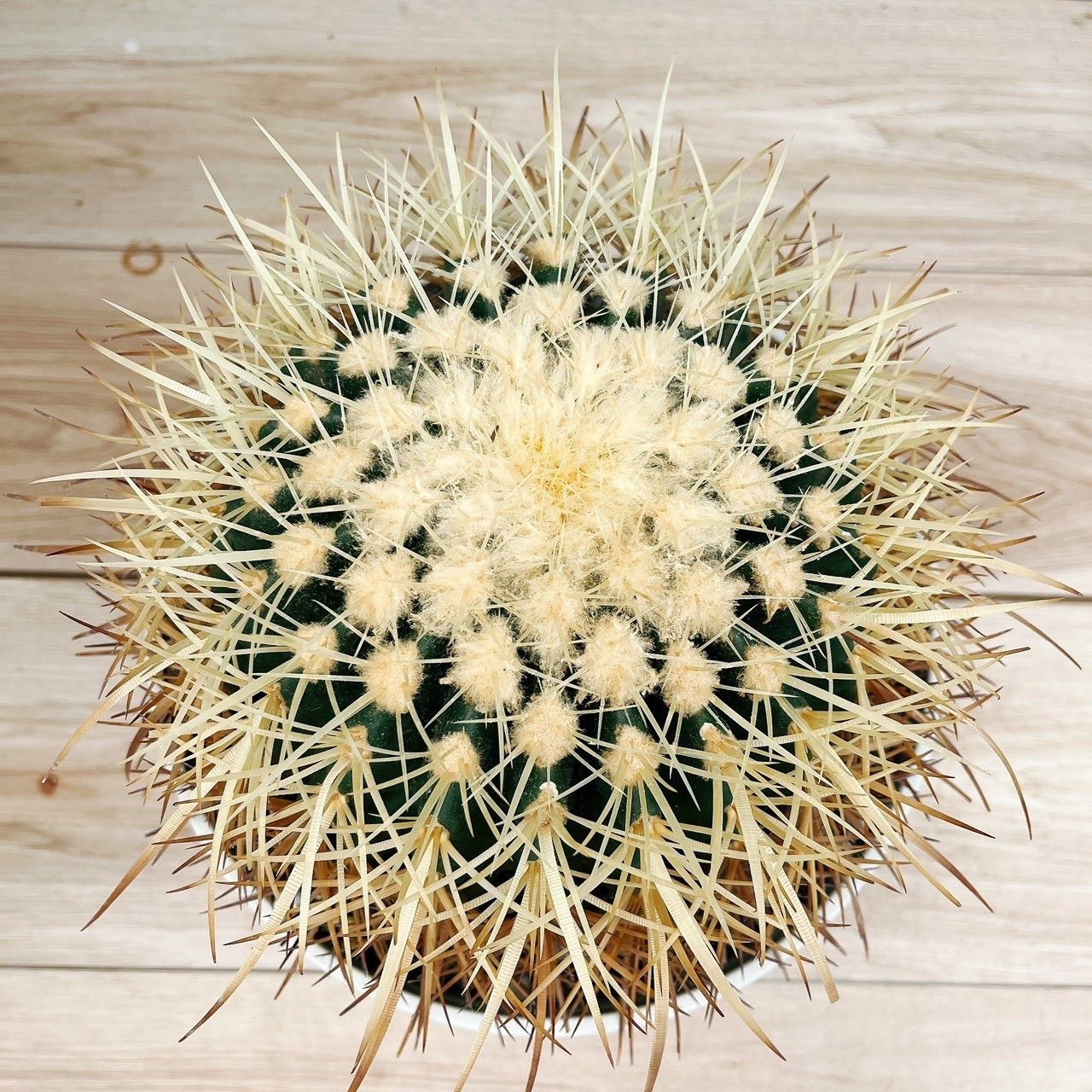 サボテン 金鯱 キンシャチ 8号 観葉植物 Amazon.co.jp: サボテン