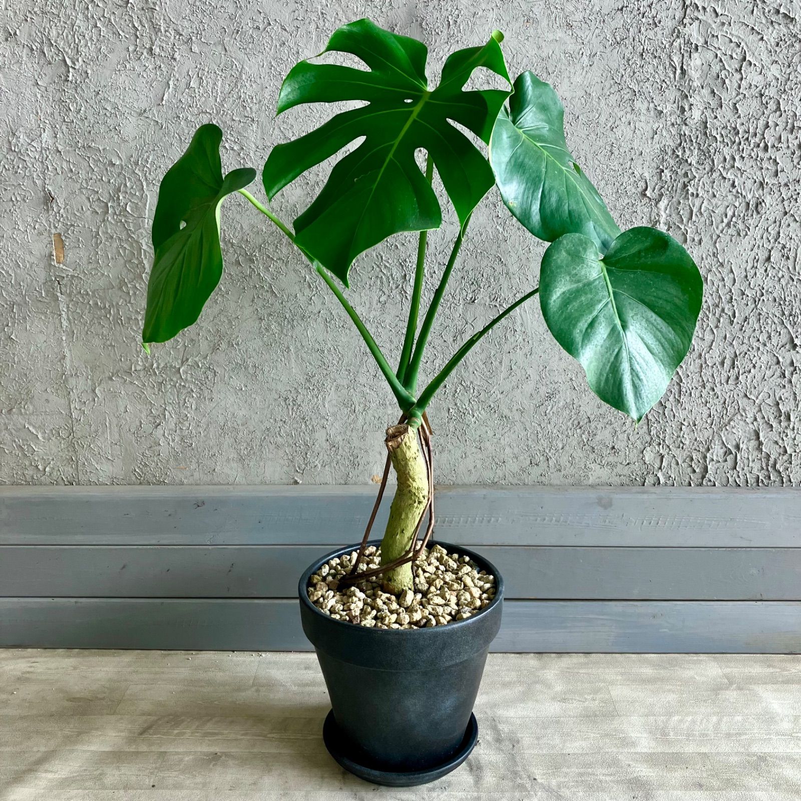 美形 根上がり モンステラ デリシオーサ 9号 テラコッタ鉢植え