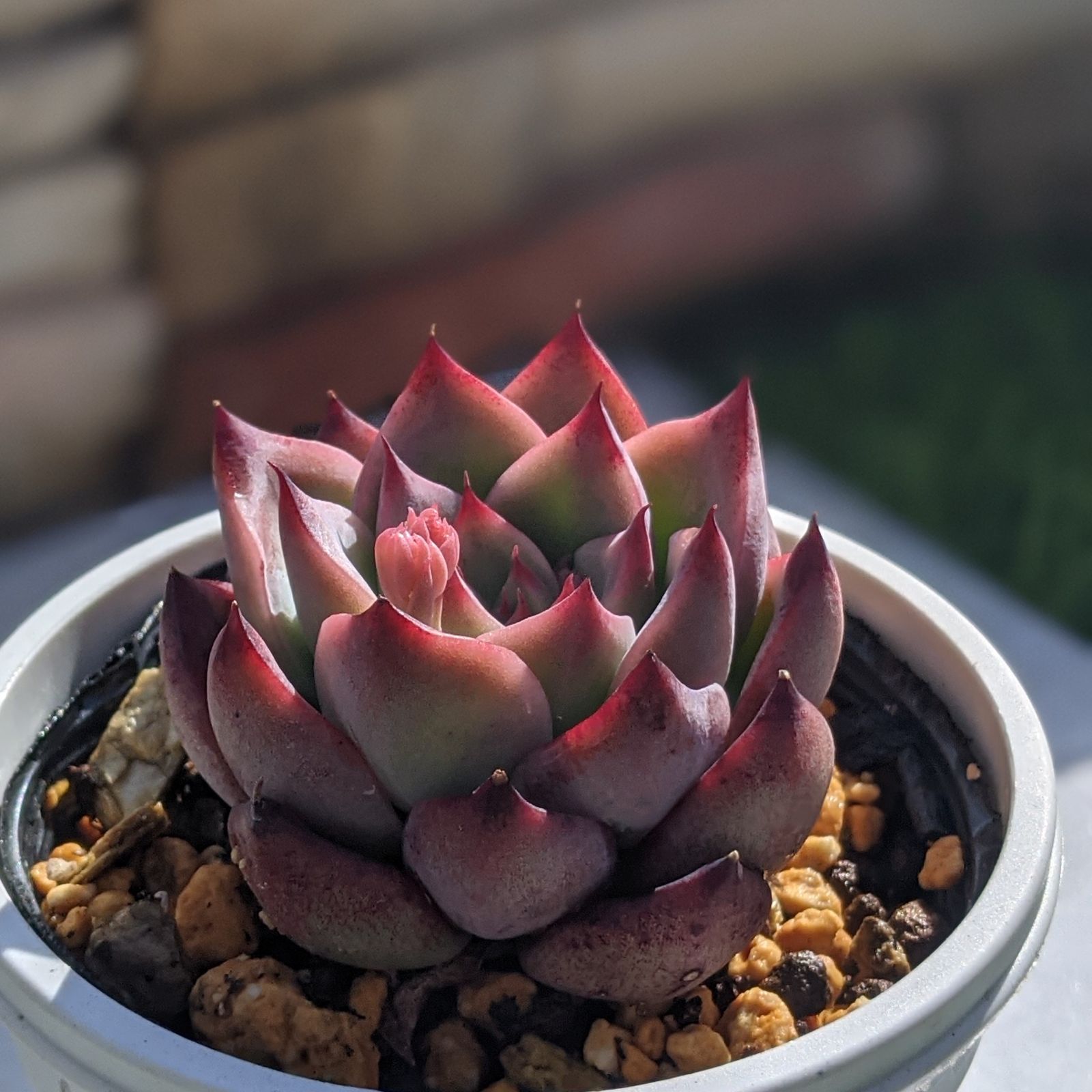 ワンピなど最旬ア！ おまとめ中多肉植物 エケベリア ファイヤーピラー