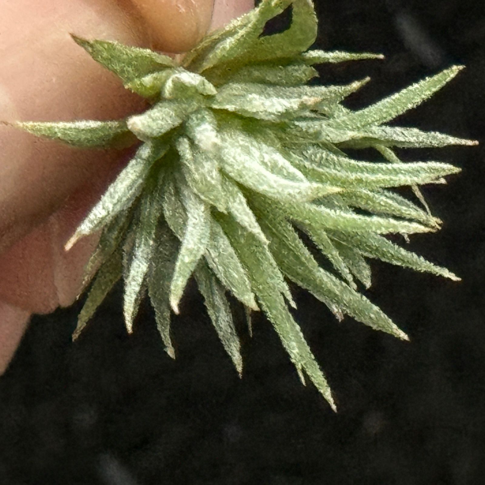 チランジア イオナンタ モンストローズ Tillandsia ionantha Monstrose