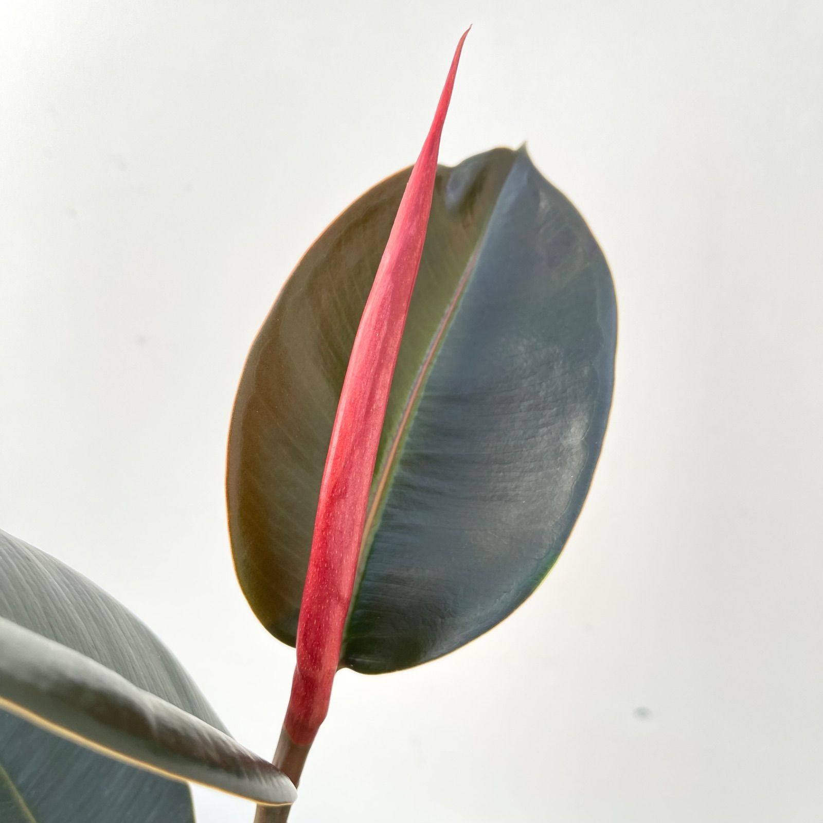 フィカス バーガンディ 11【現品】観葉植物 室内 大型 - メルカリ