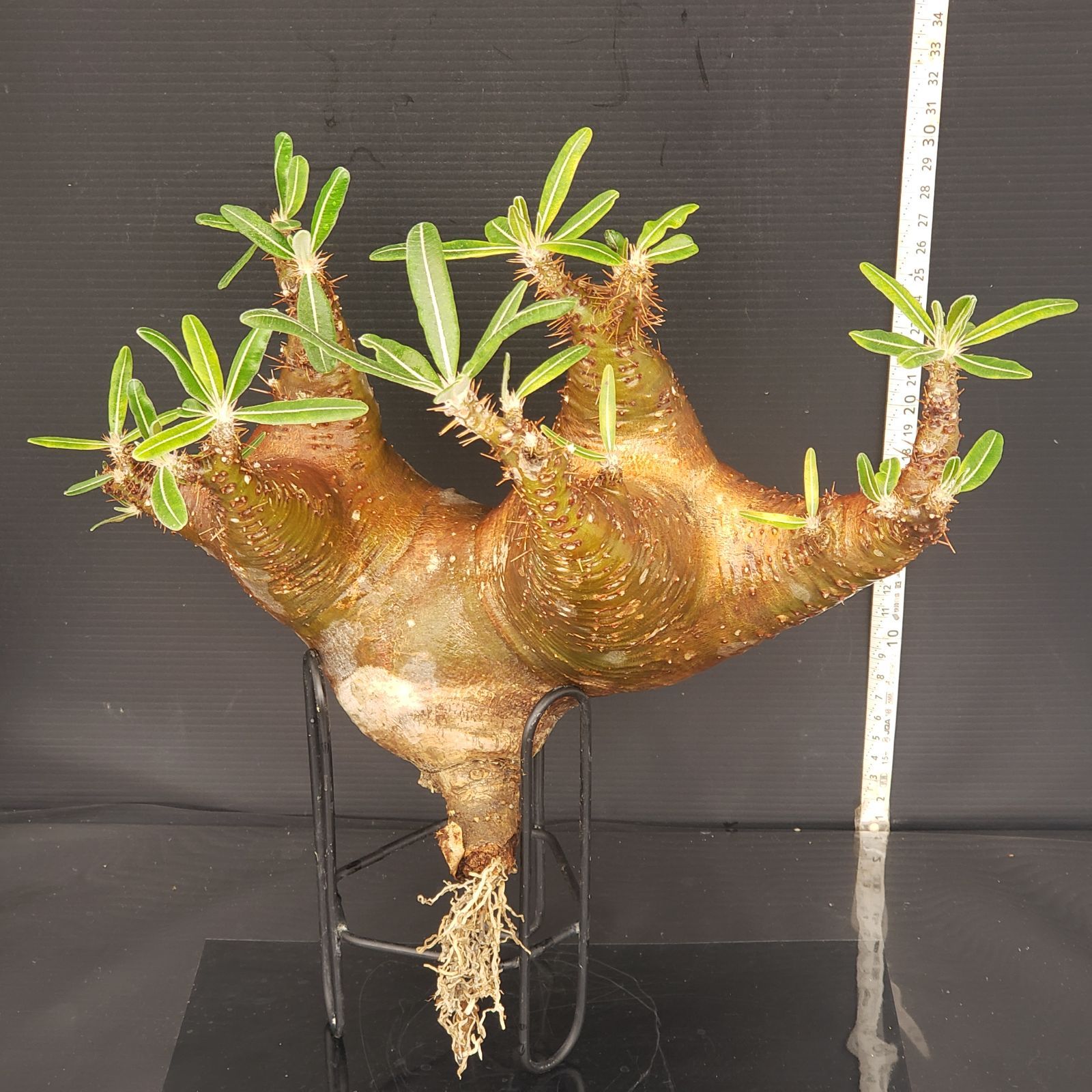 パキポディウム カクチペス 実生 発根済み 抜き苗発送 SALE パキポディウム カクチペス 実生 発根済み 抜き苗発送 SALE
