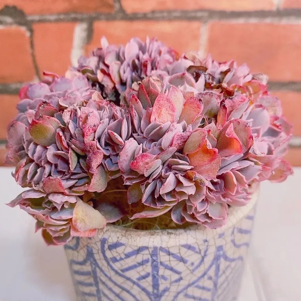 フィレンツェ多肉植物 韓国苗 綴化 大❣ レア k - メルカリ