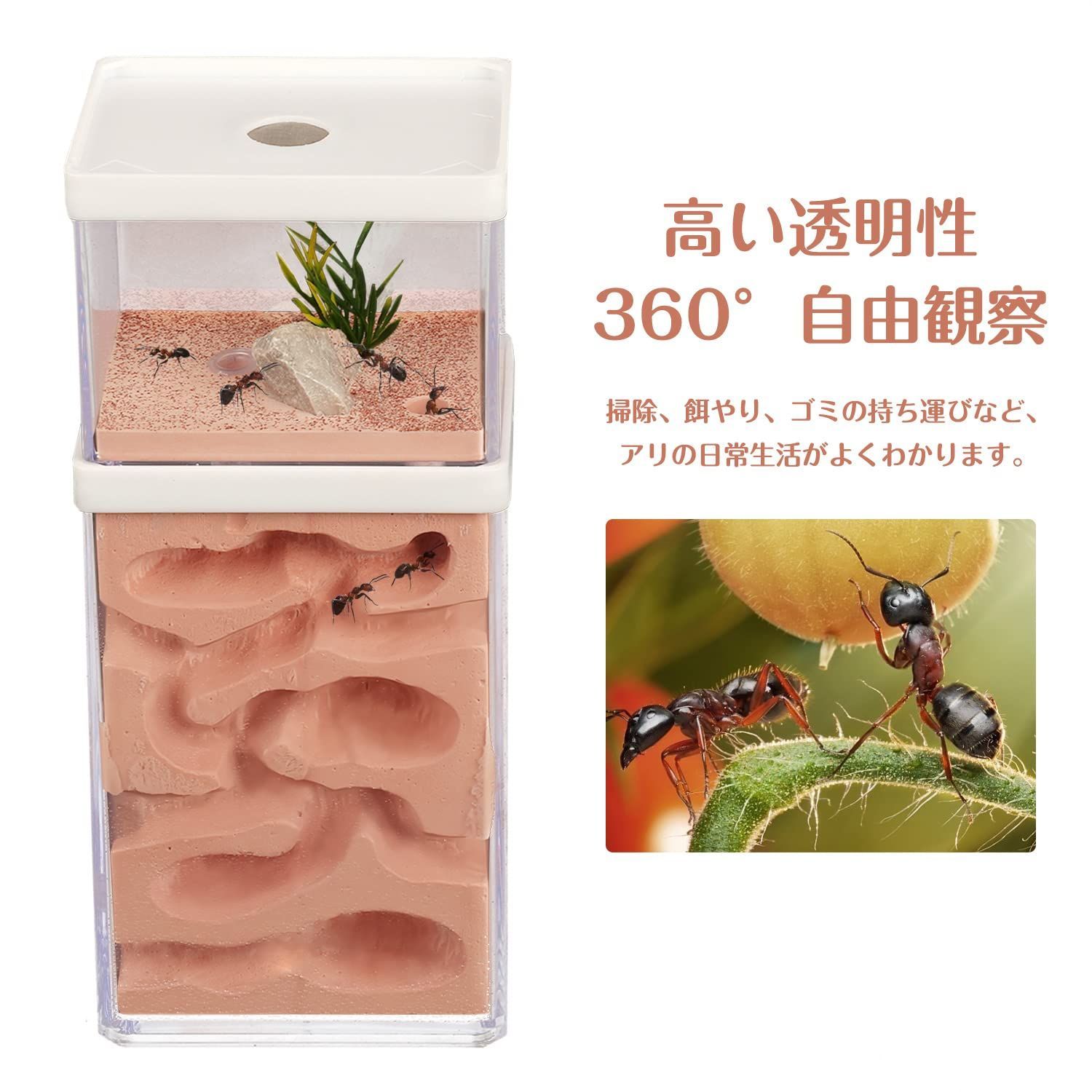 まとめ☆送料無料☆アリの巣 蟻の巣 石膏✕樹脂 普通目