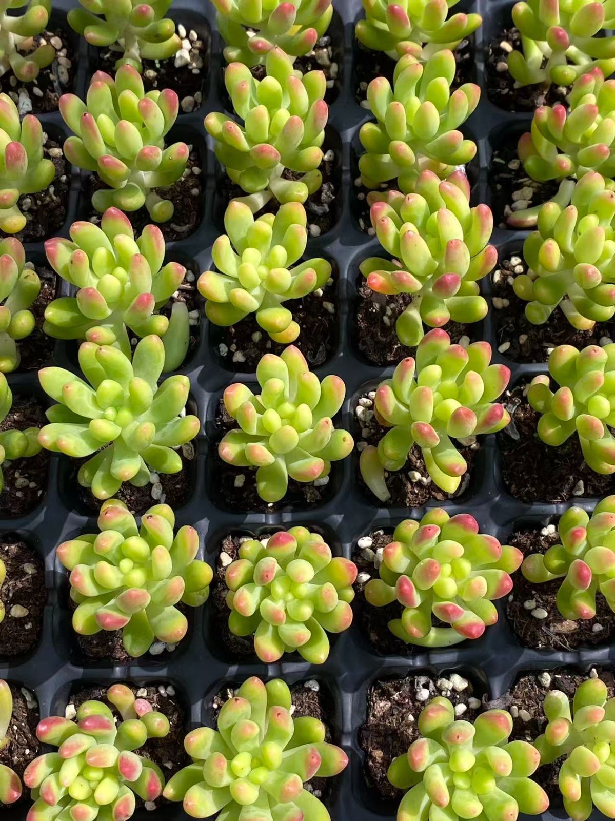 韓国苗 バイキング ♡ ALL 500円 ♡ 韓国苗 バイキング ♡ ALL 500円 ♡