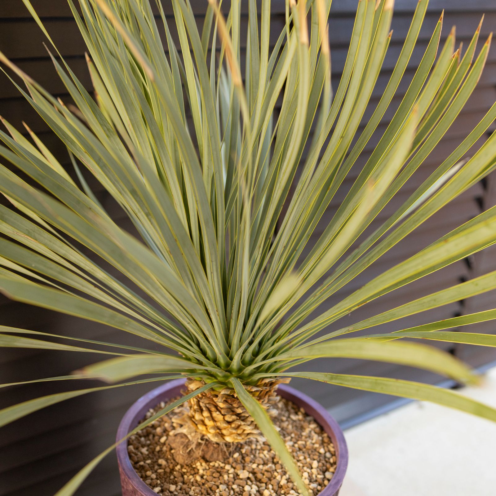 ユッカ ロストラータ　美株　シルバーブルー　 超幹太　存在感バツグン ユッカ ロストラータ 美株 シルバーブルー 超幹太 存在感バツグン