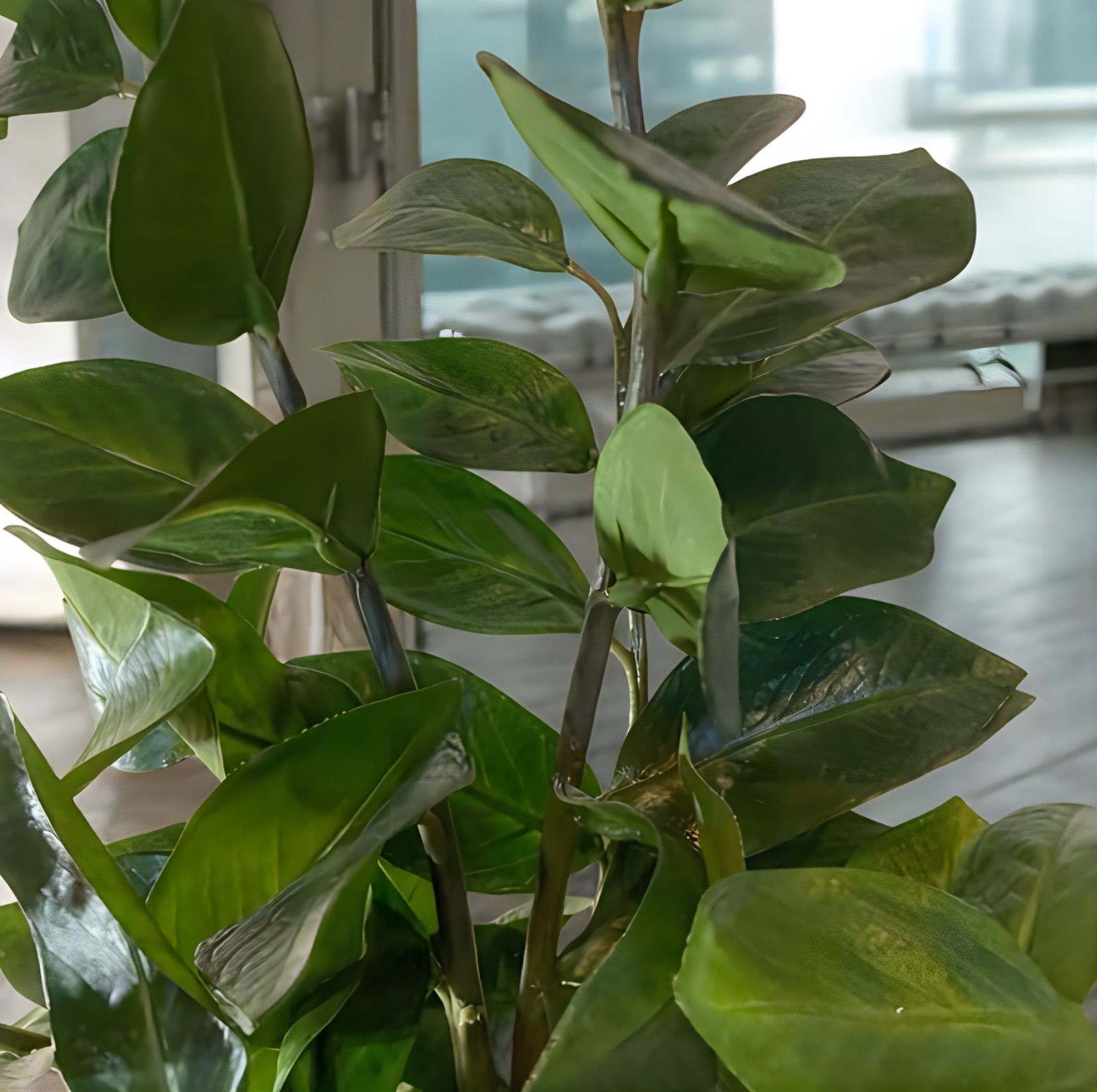 光触媒 人工観葉植物 ウォールグリーン フェイクグリーン ザミフォリア