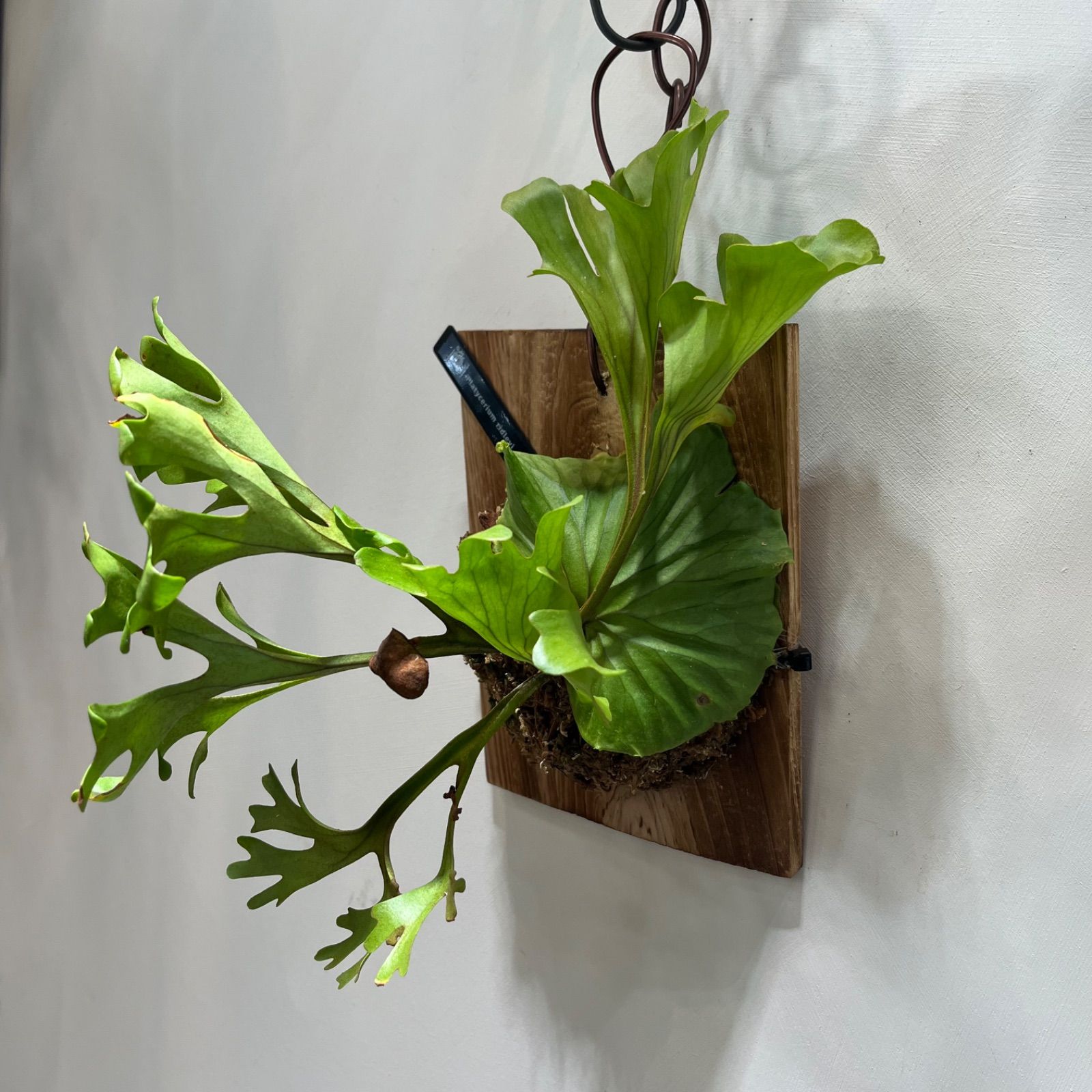 R-102 ビカクシダ リドレイ ワイルド株 Platycerium 'ridleyi' - メルカリ