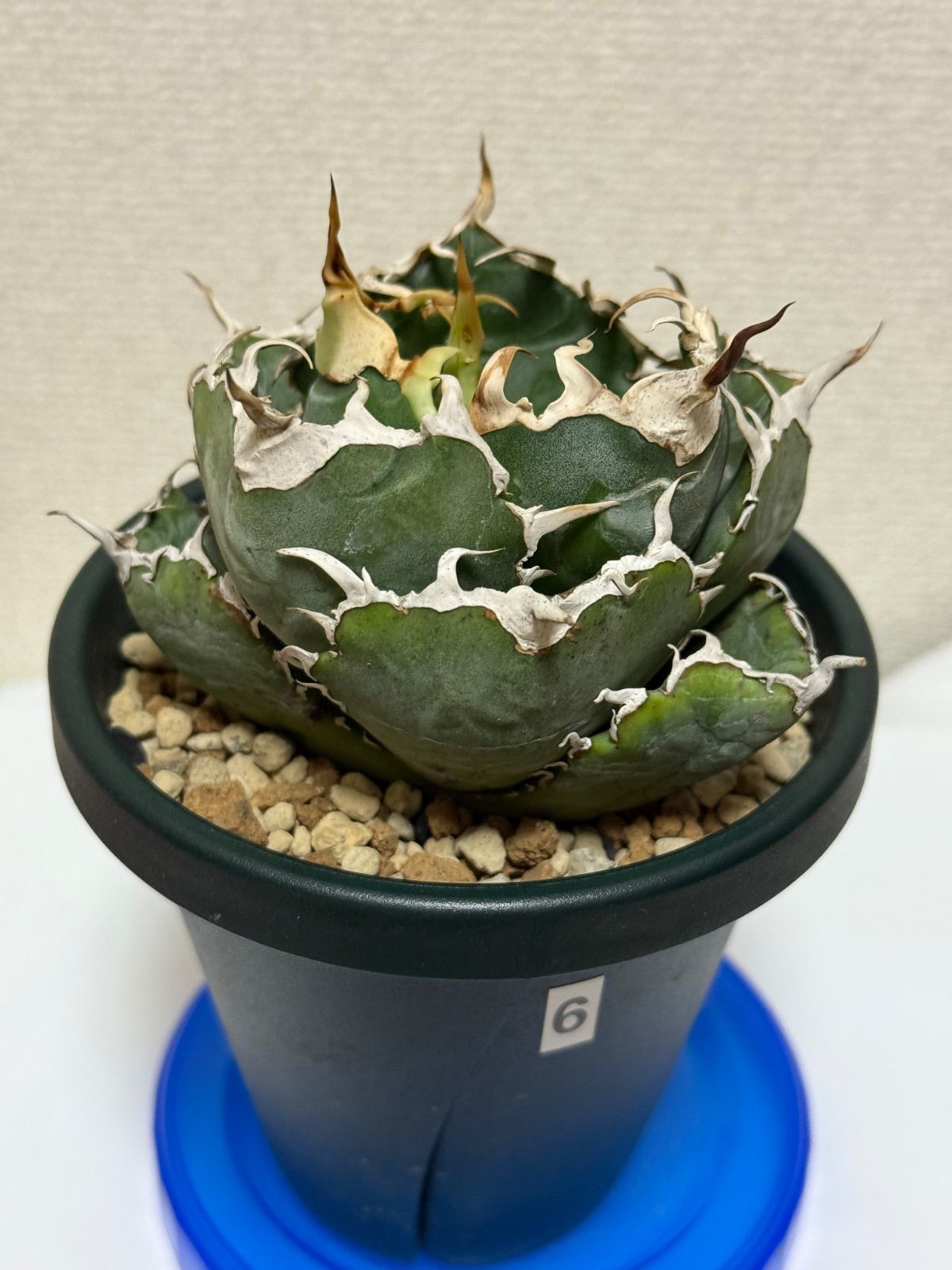 アガベ 白鯨 チタノタ オテロイ ⑥ コンパクト 短葉 丸葉 アガベ 白鯨 チタノタ オテロイ ⑥ コンパクト 短葉 丸葉